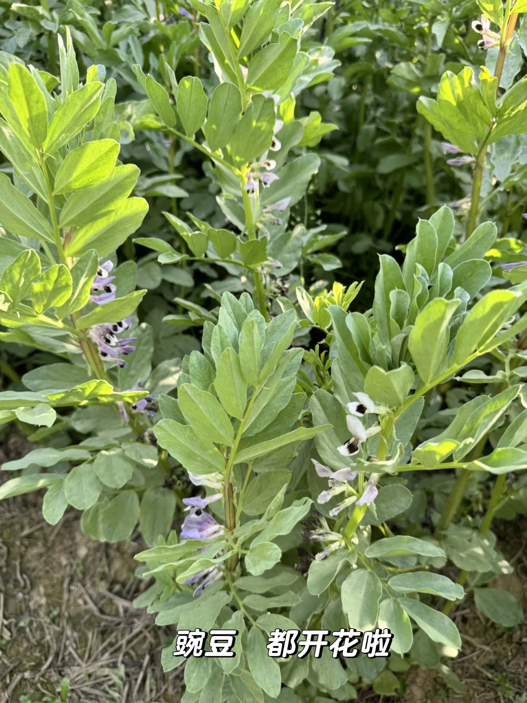 老妈的宝藏菜园，承包我家一年的蔬菜?