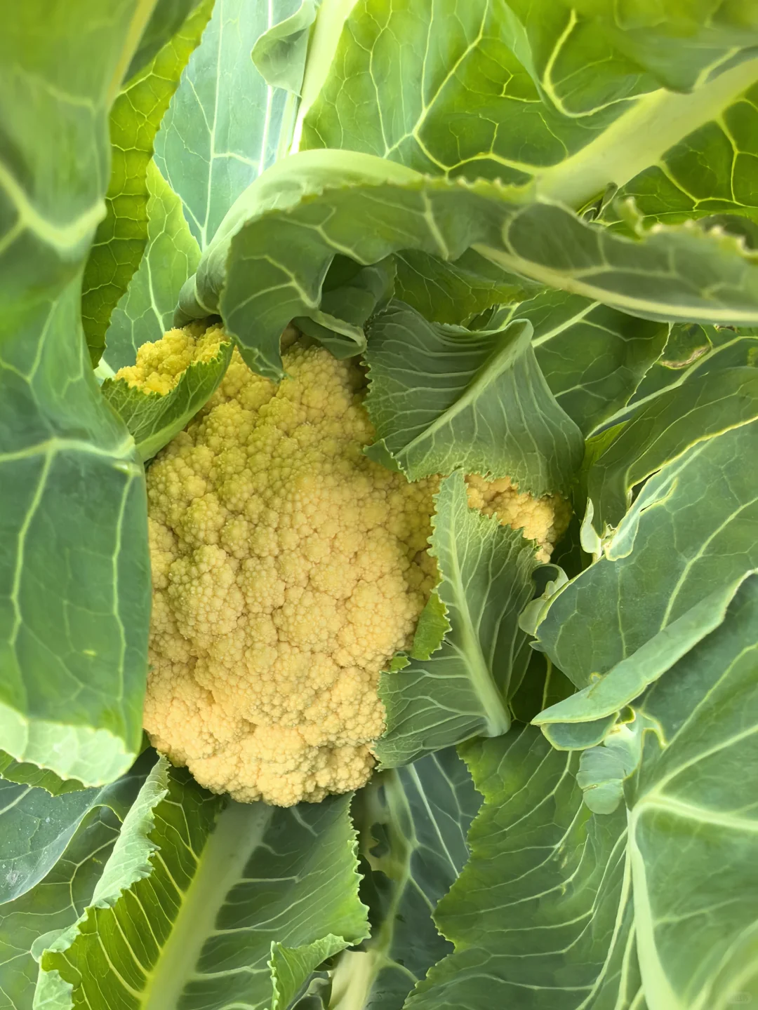 菜地种植的图片随时更新1.2