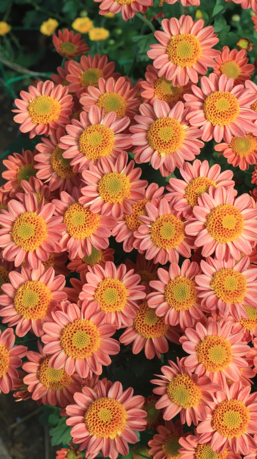 没时间，先发一个品种吧