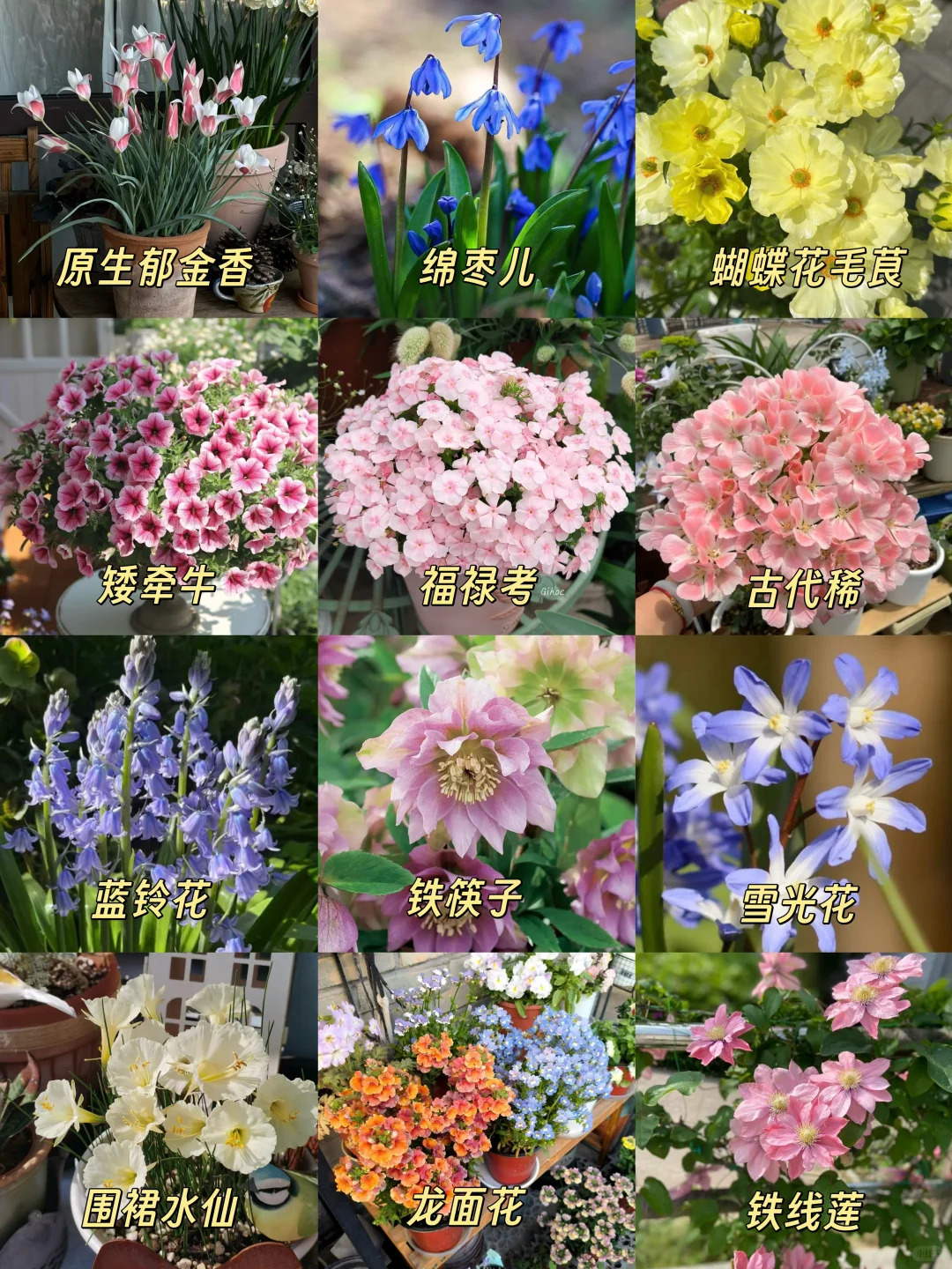 4️⃣8️⃣种冬天也能养的花 闭眼入不踩雷‼️