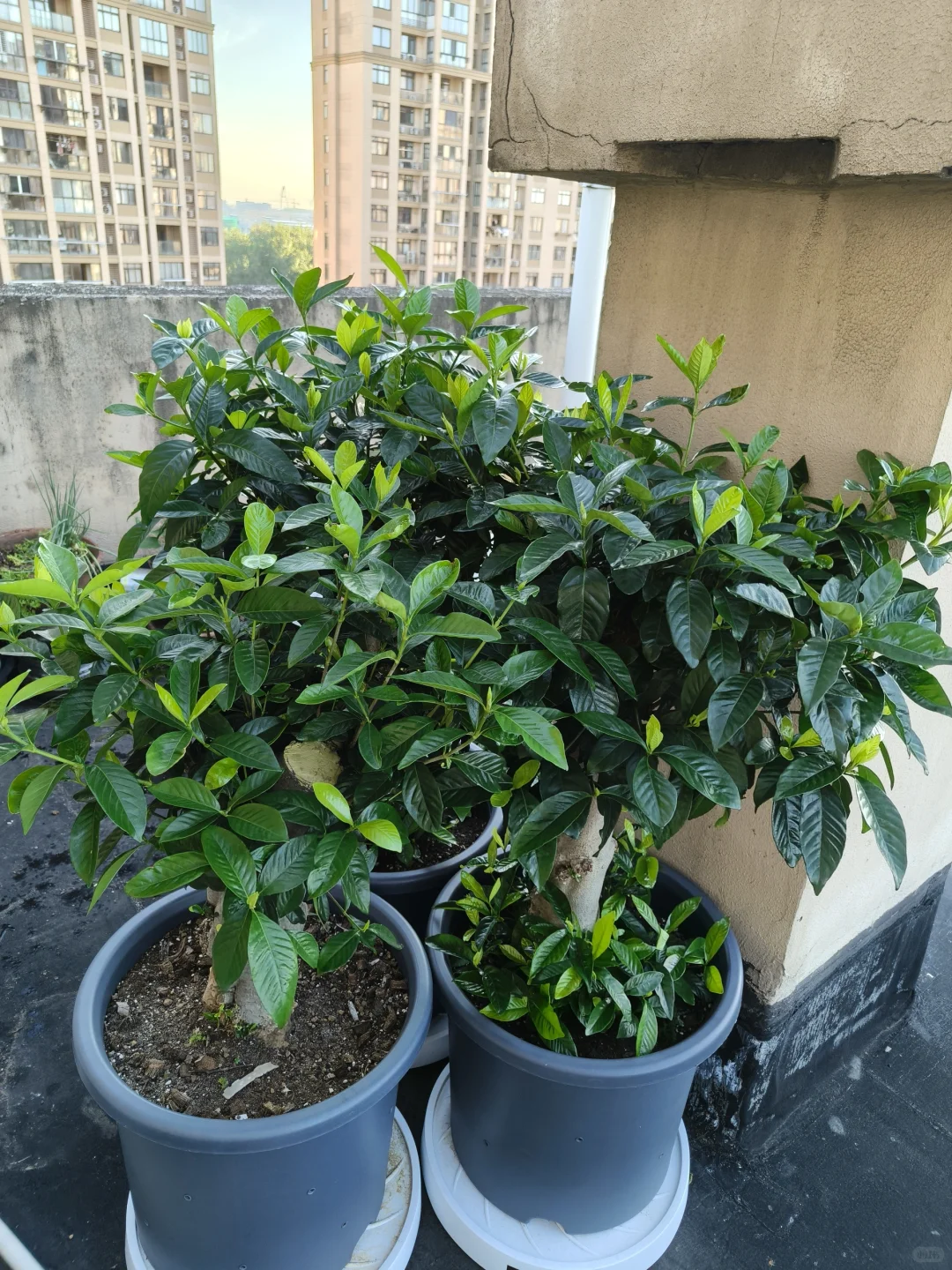 到底是谁，把栀子花养?这么绿