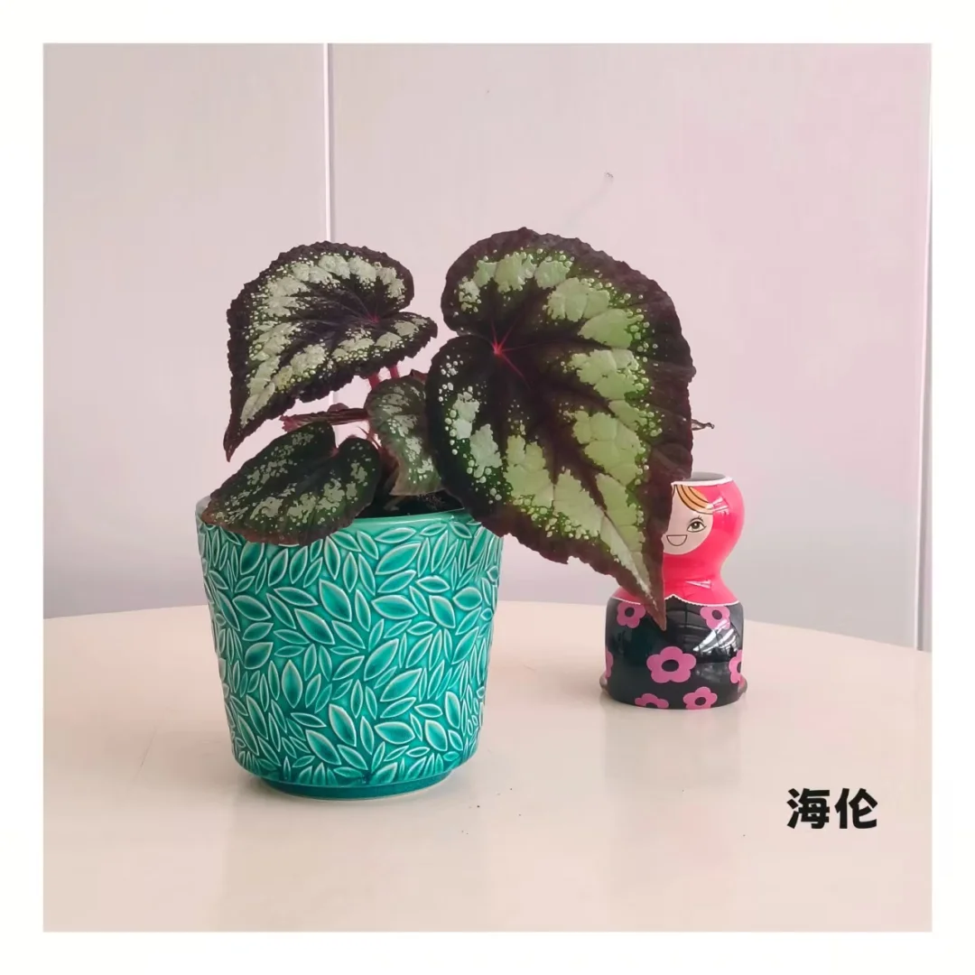 石家庄一株小绿植物摄影?合集～