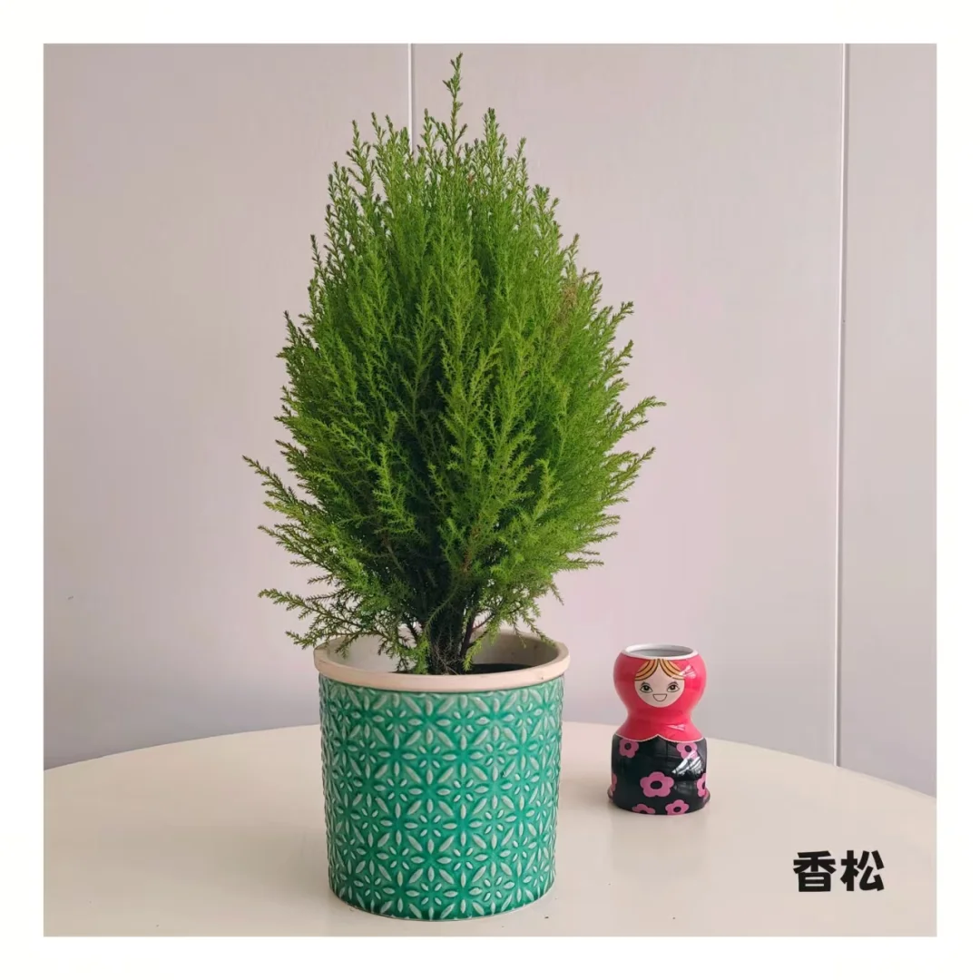 石家庄一株小绿植物摄影?合集～