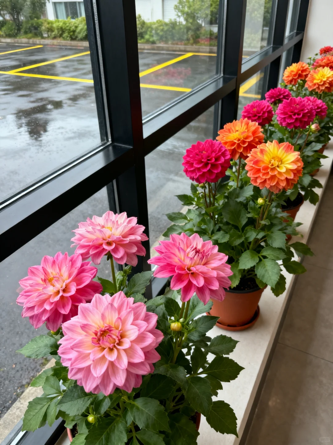 爆花秘诀！大丽花养护看这篇就够