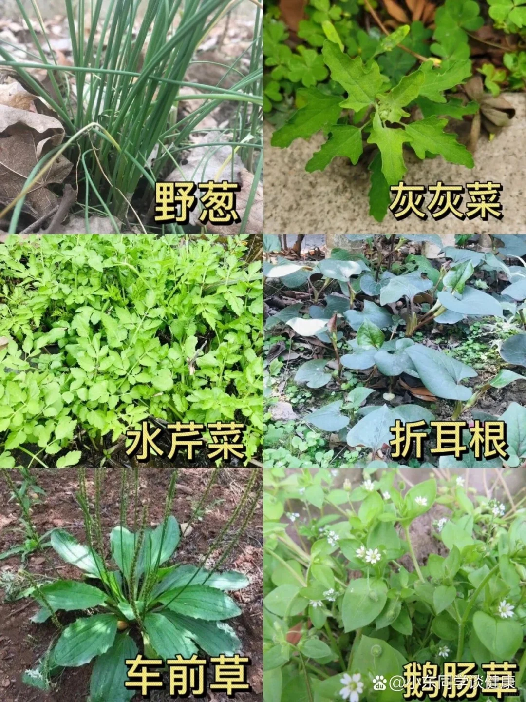 教你认识果蔬part2