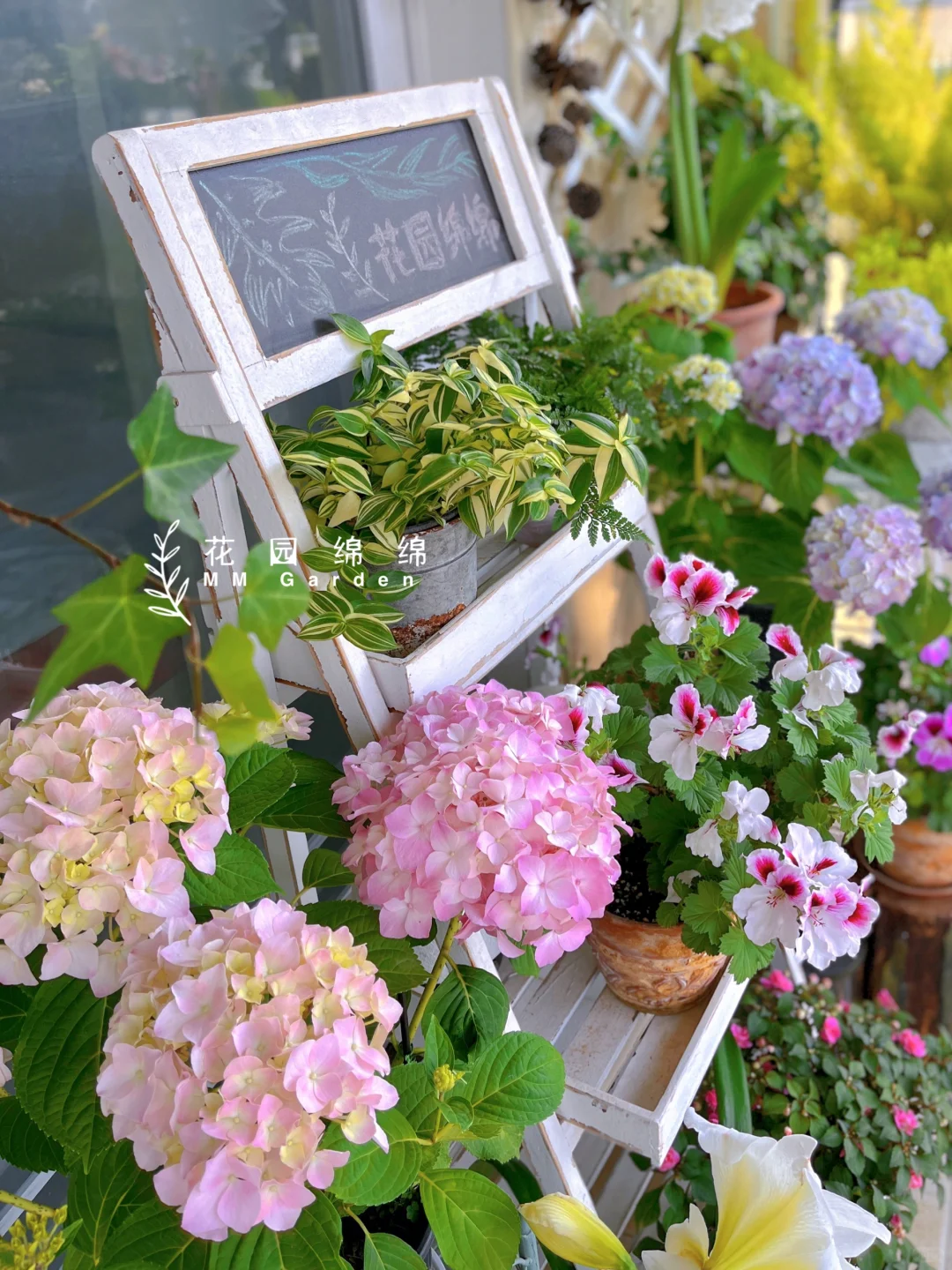 养花不晒花，等于白养花～?‍♀️??‍??