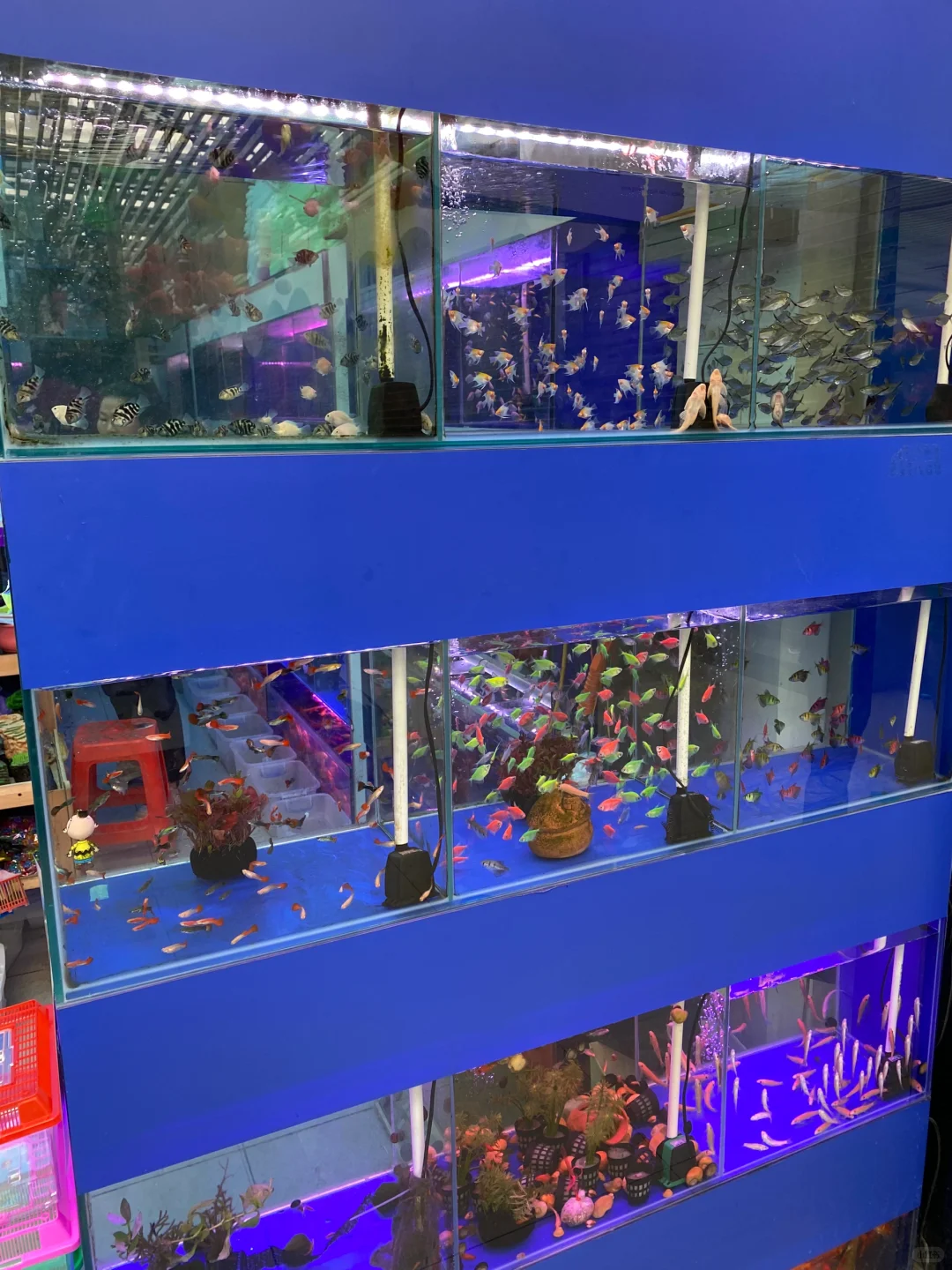 无意间发现一个宝藏花卉市场