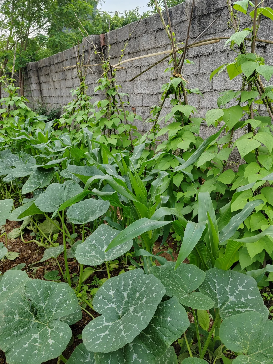 春天的菜园子是什么样的～