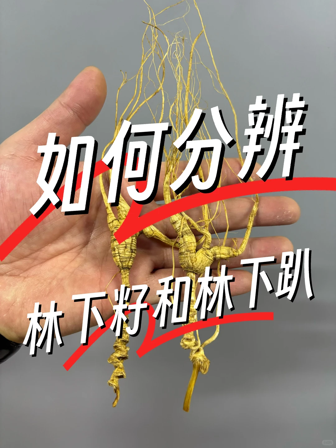 如何区分林下籽和林下趴，教你三招。