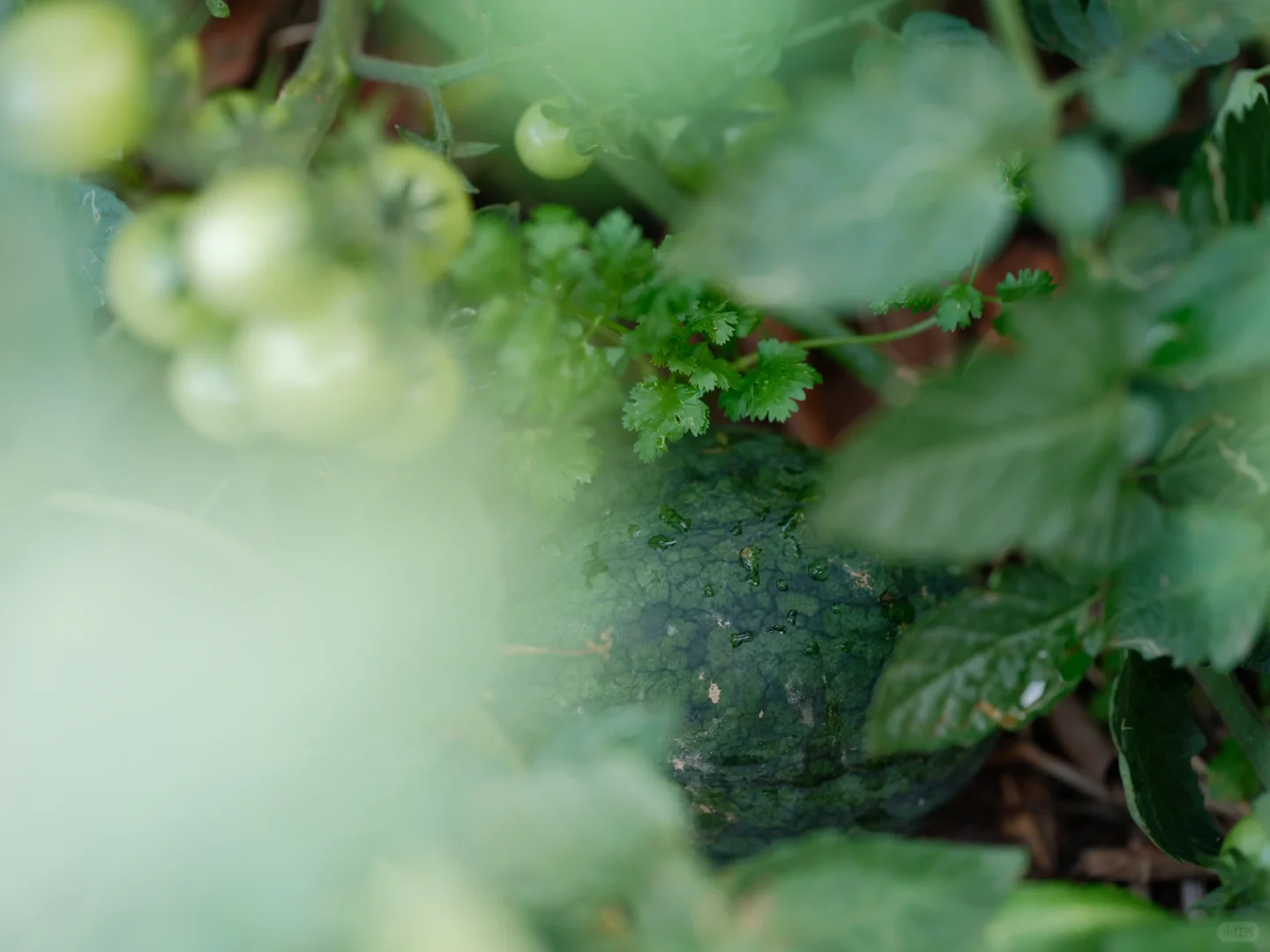 我要我的小菜园~各种蔬菜