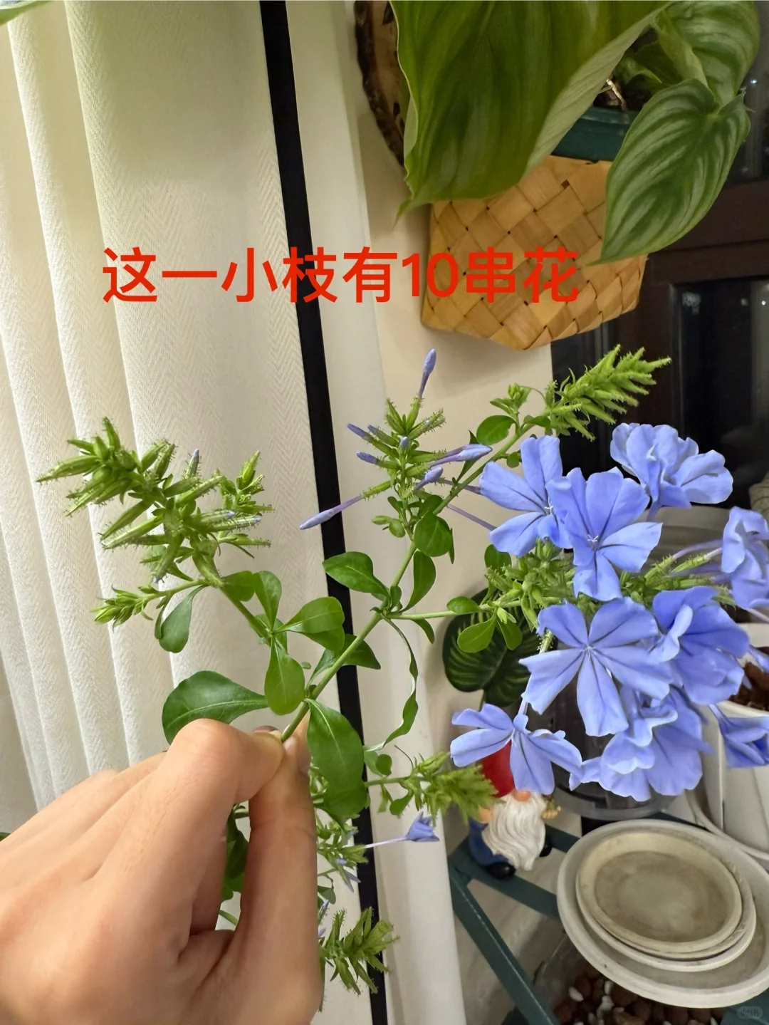 你离一盆爆盆的蓝雪花只有一步之遥