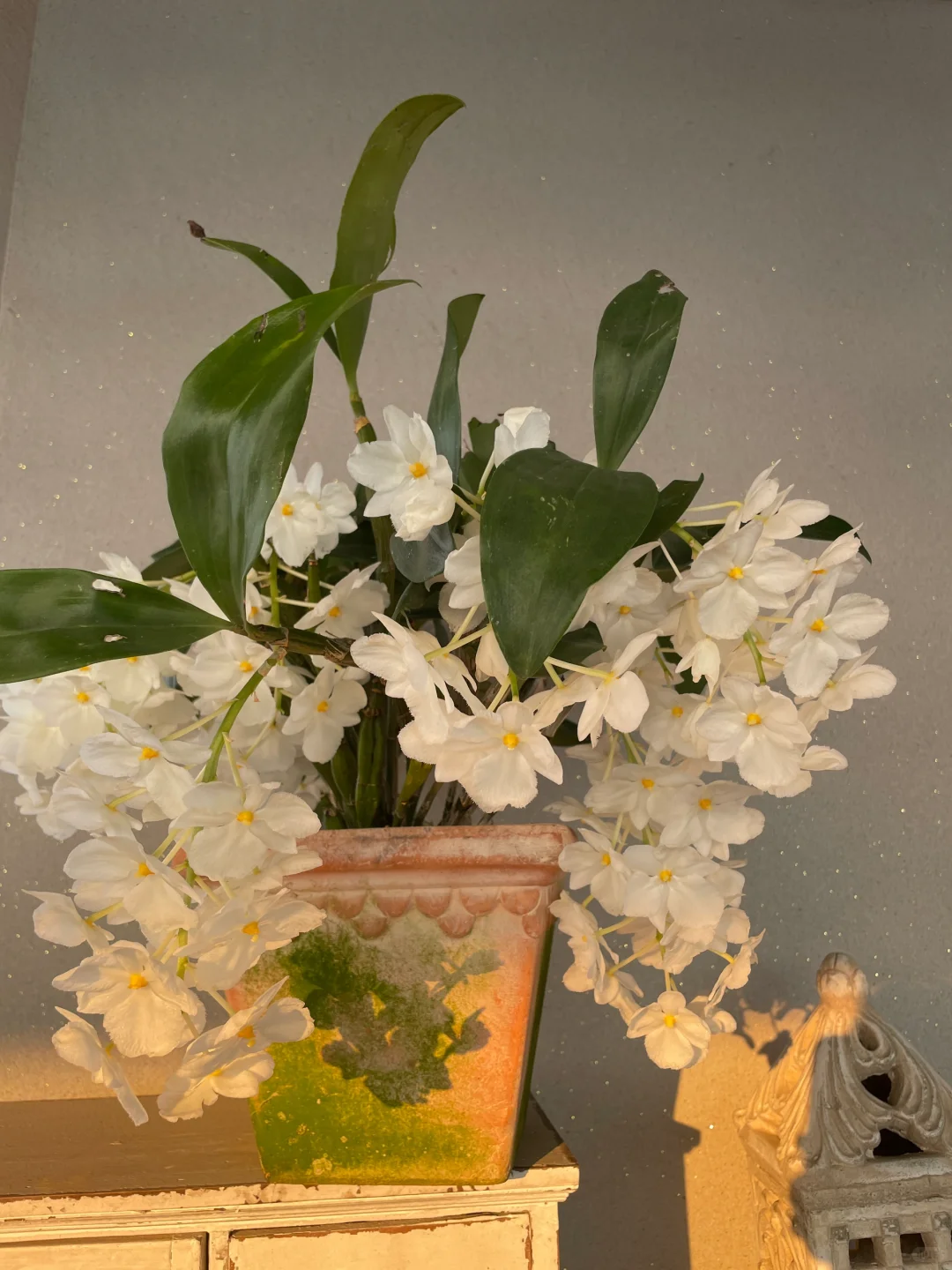 我的兰花（二）