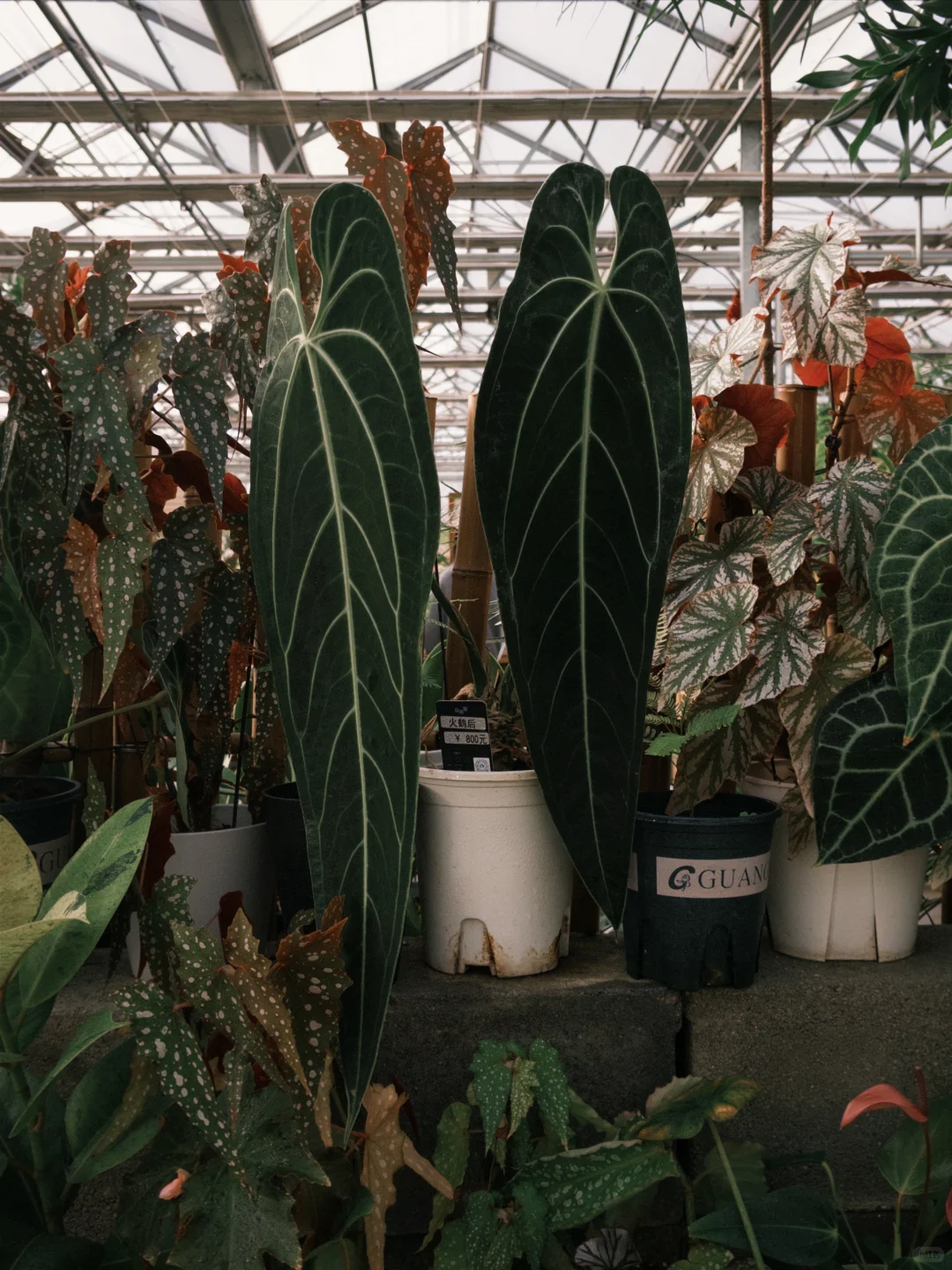 工作可以再找，但今天的绿色必须存档?