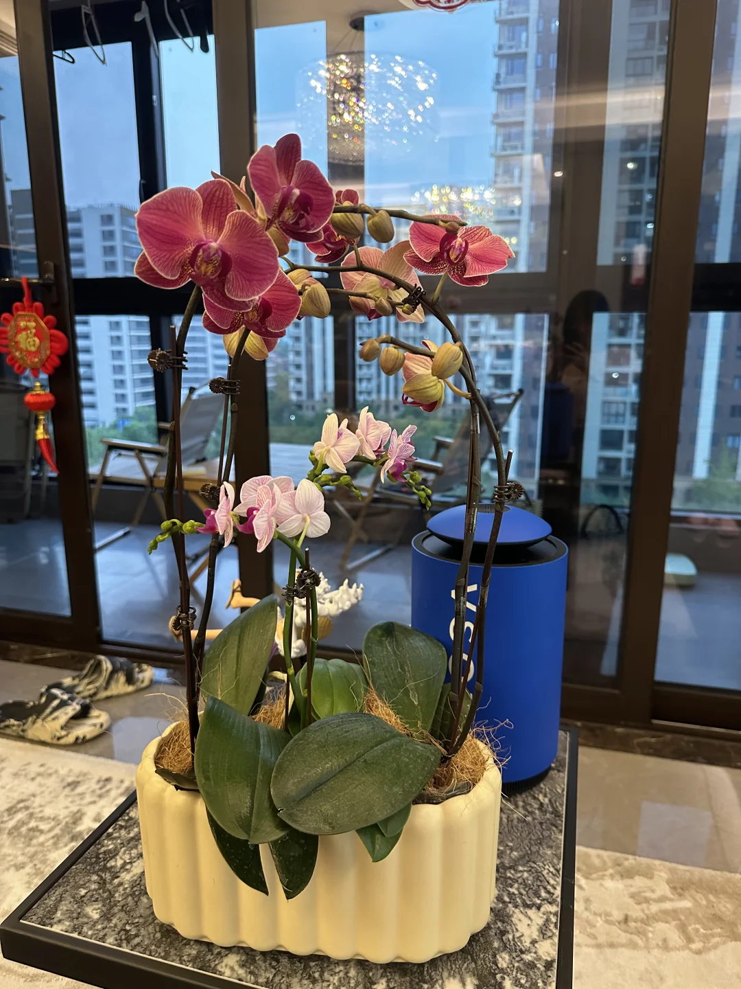 最近新入的蝴蝶兰，都超爱！还发现新基地