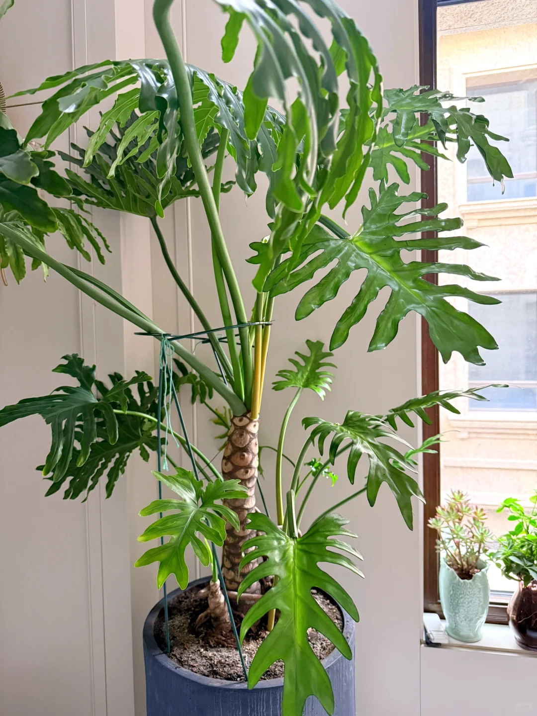 爱死了这旺盛的生命力！