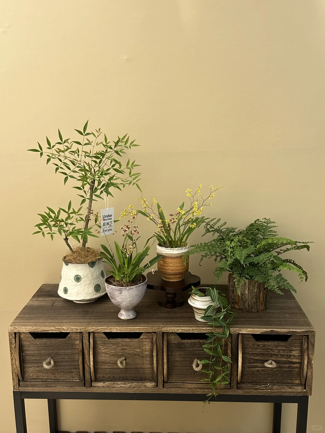 平价小众绿植分享?