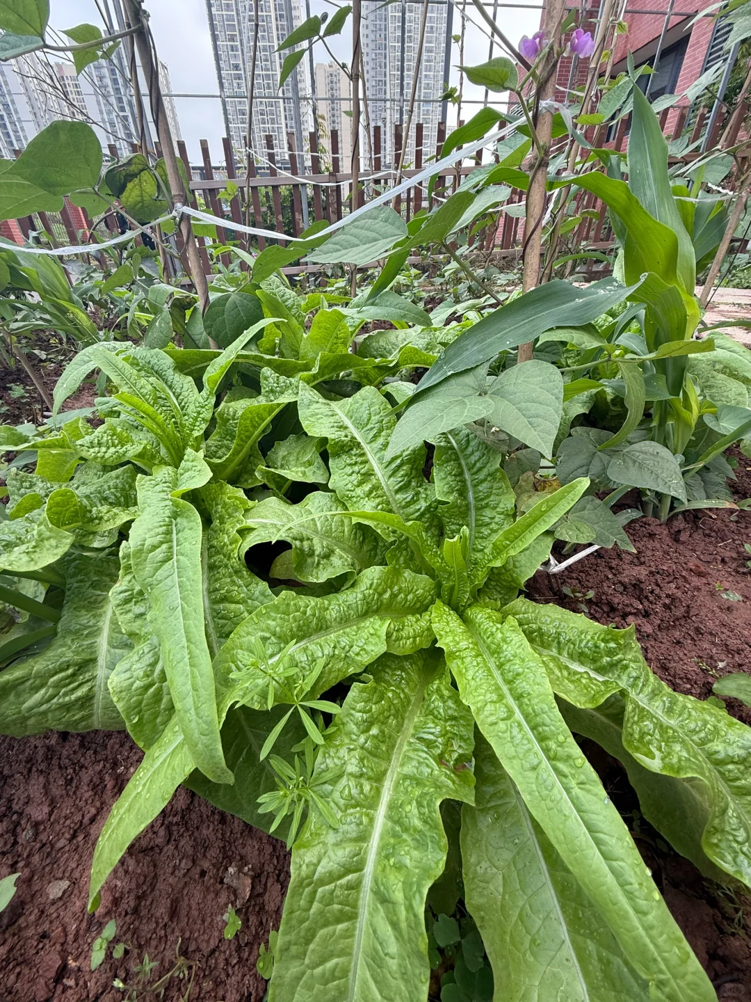 万物生长皆可见（蔬菜种植）