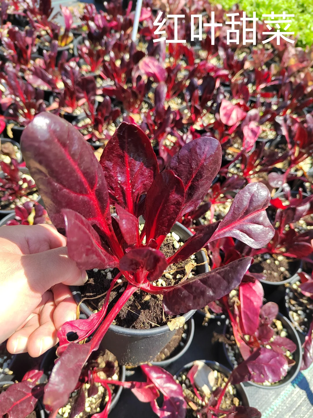 春季各种观赏蔬菜品种