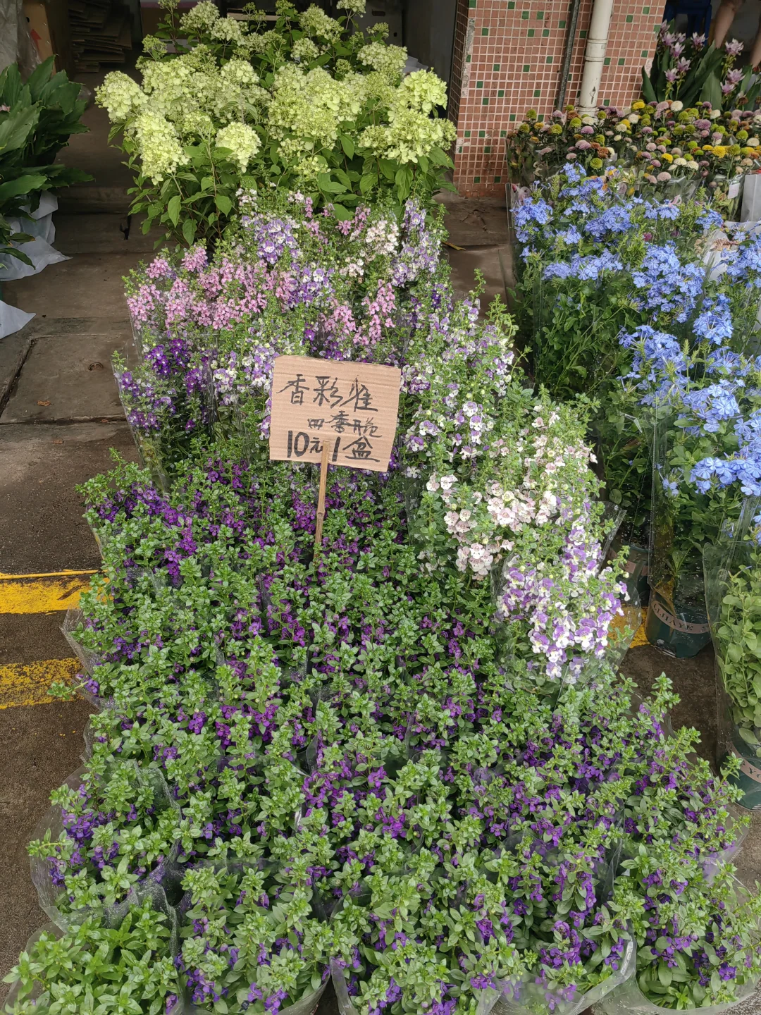花花品种多了！2025.10.17岭南花卉市场