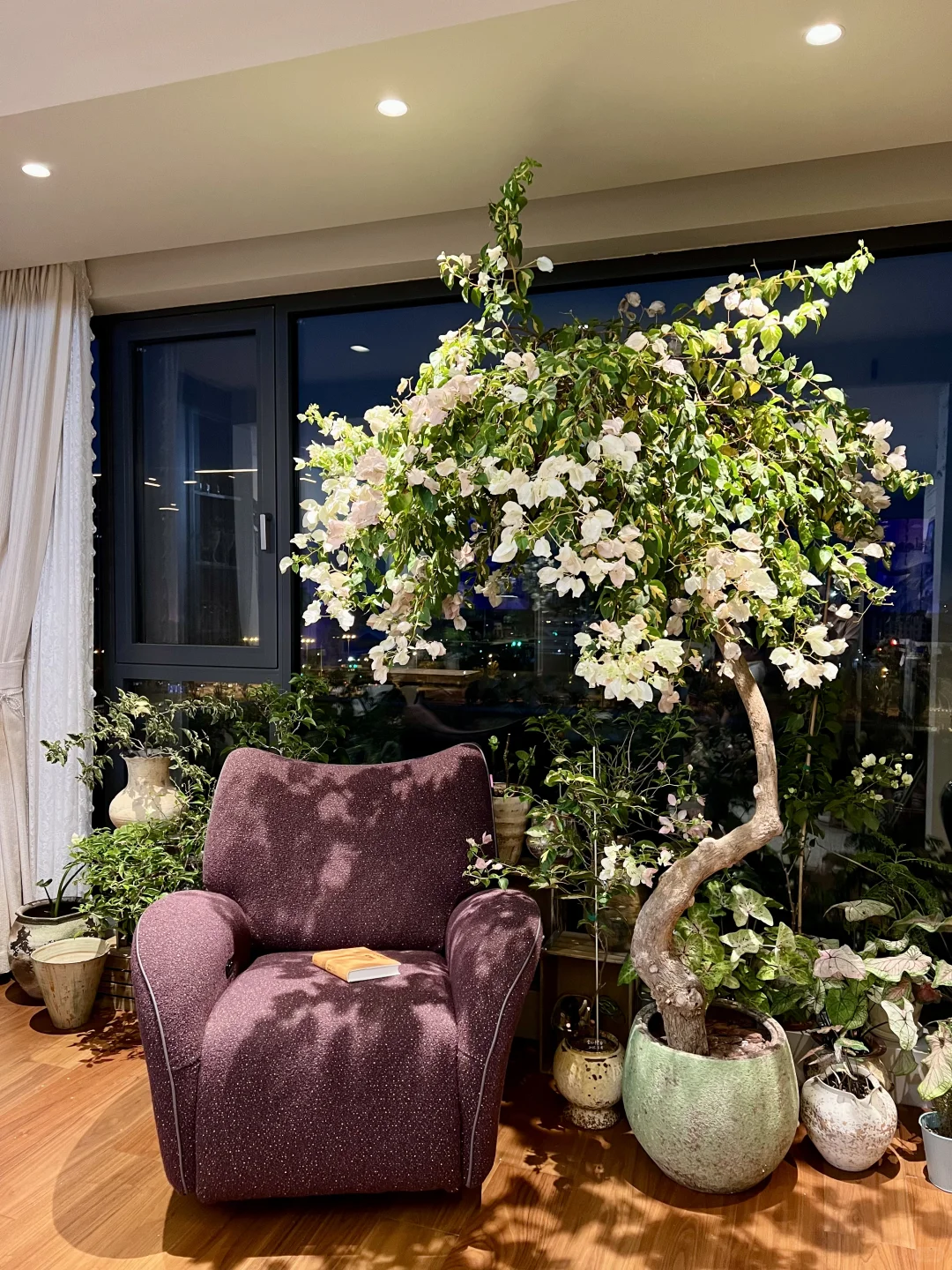 封闭阳台，一棵会开花的树