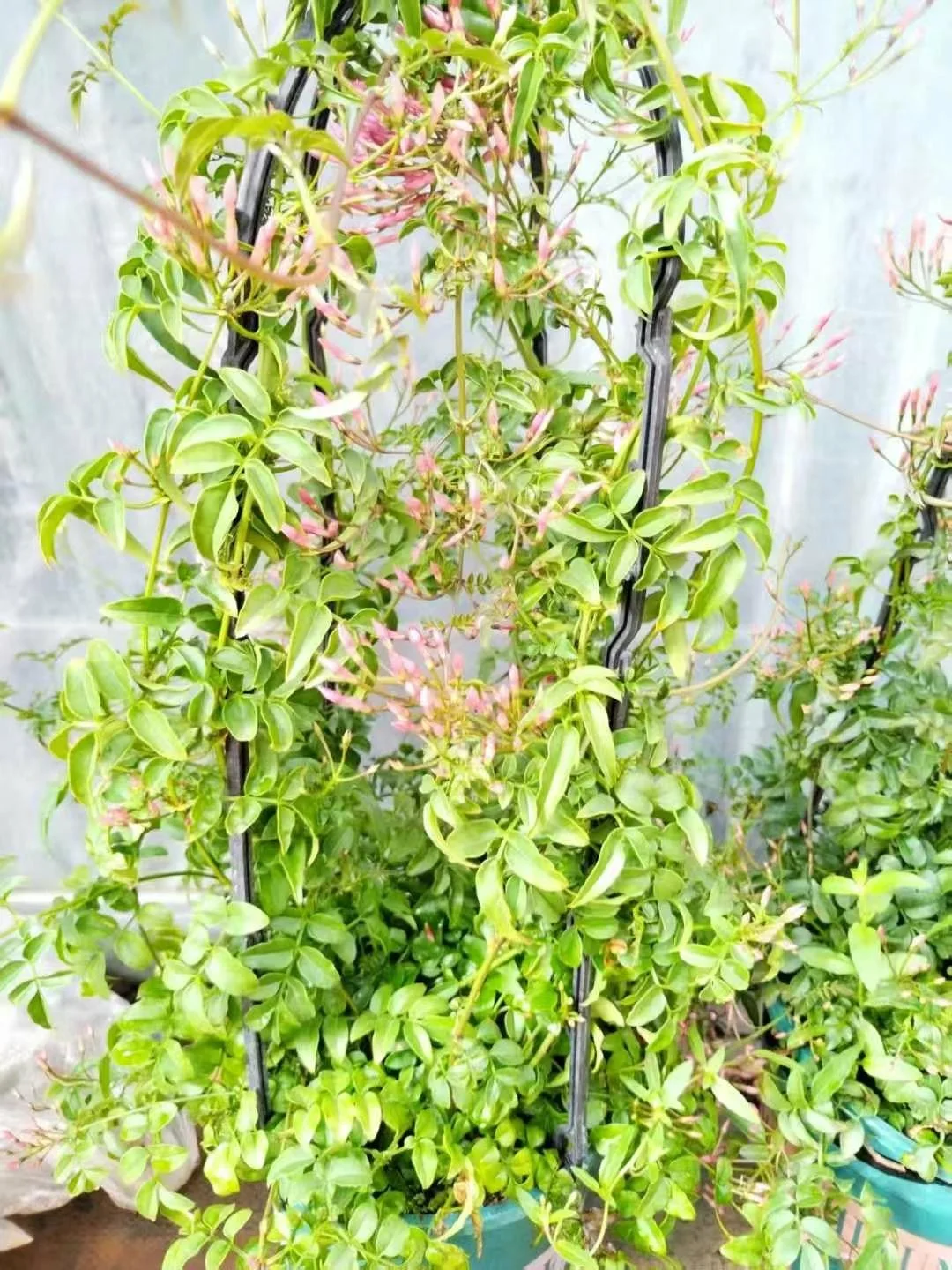 宝子们来猜猜你们认识那几款花花。