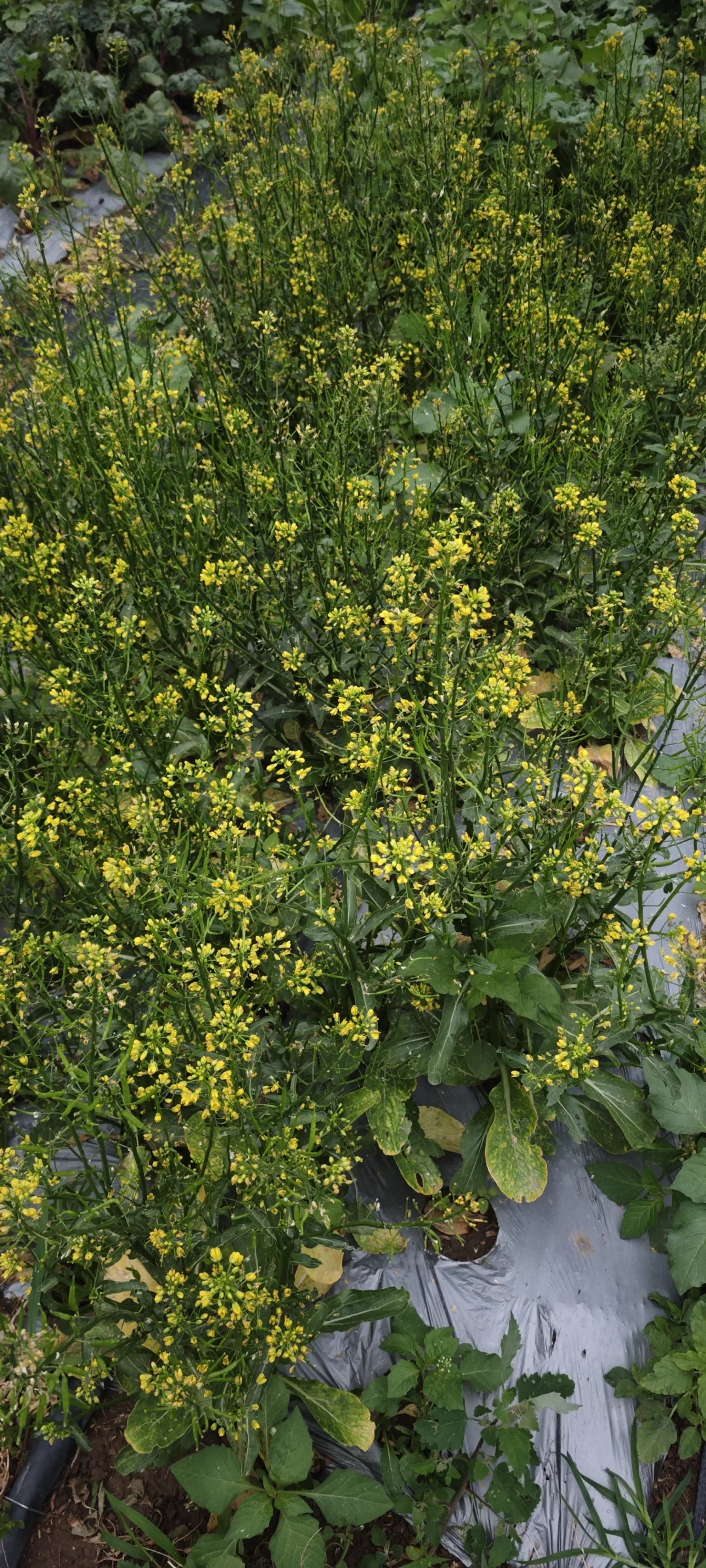 记录一下农场菜地的现状
