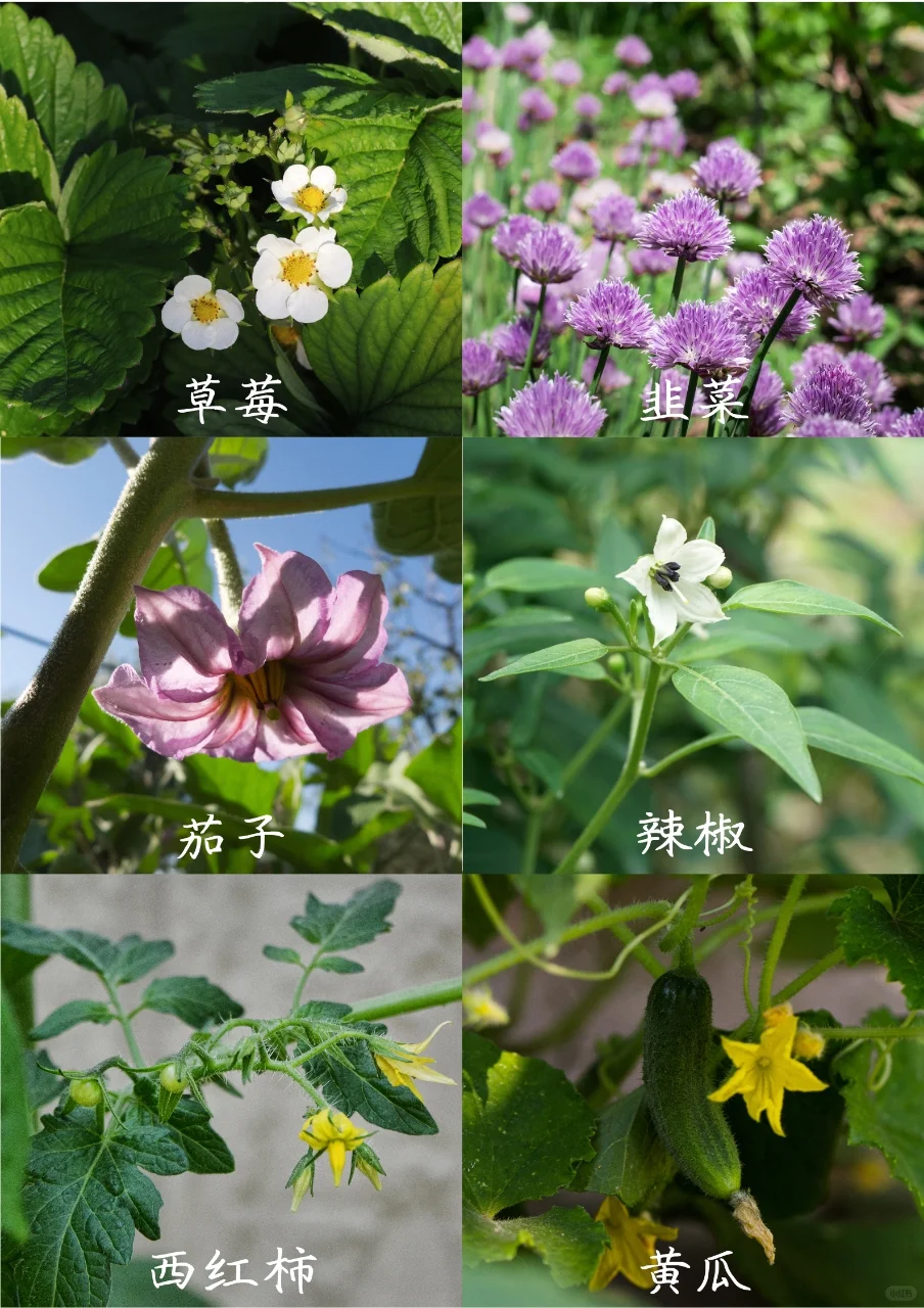 【蔬菜与花】看看爱吃的蔬菜，花?长什么样