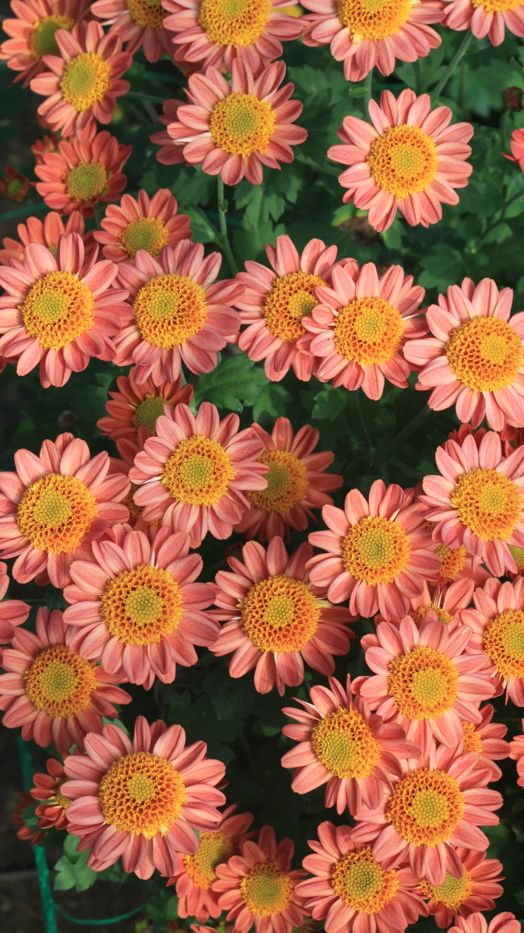 没时间，先发一个品种吧