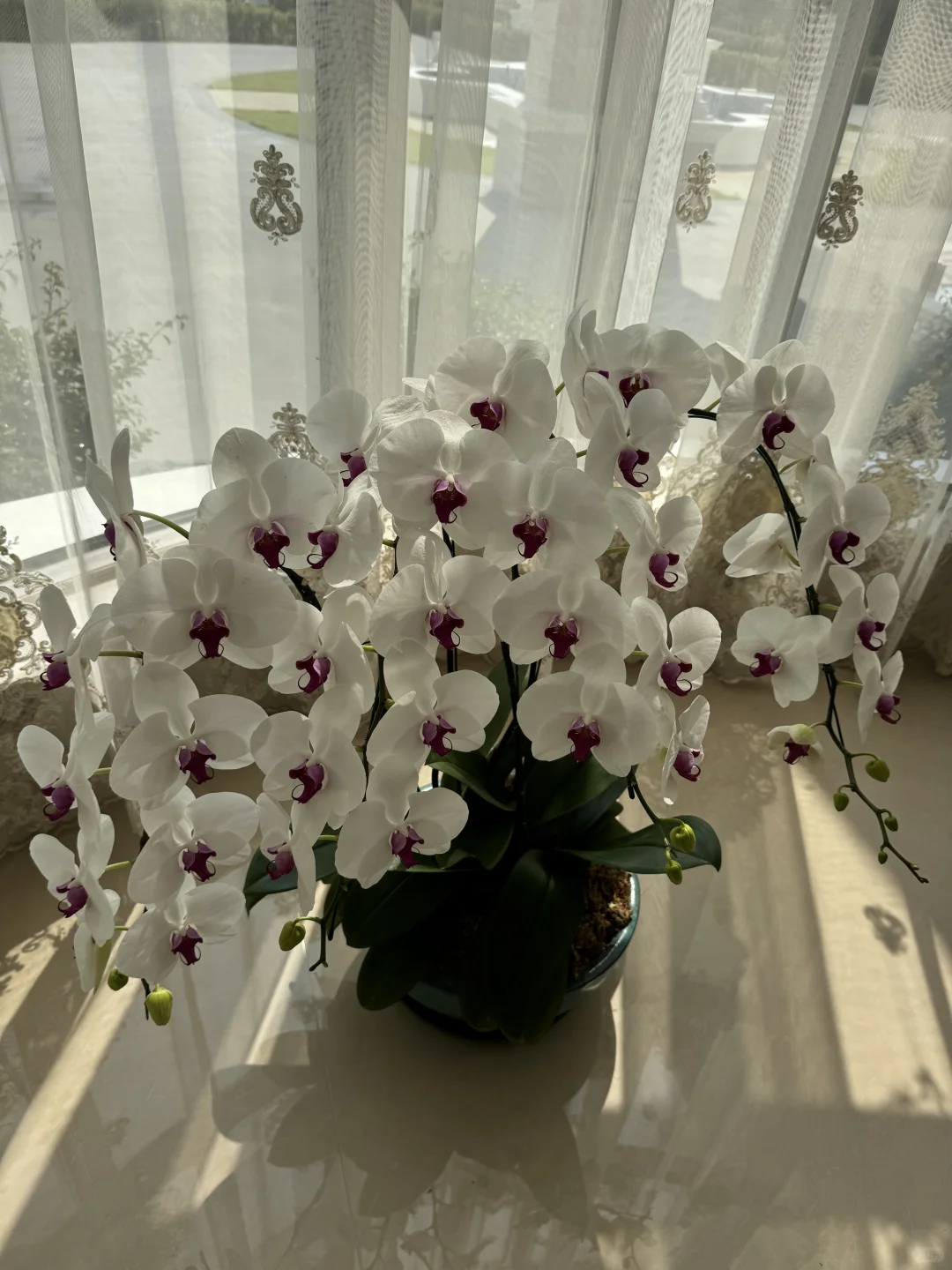 养兰花的尽头是蝴蝶兰