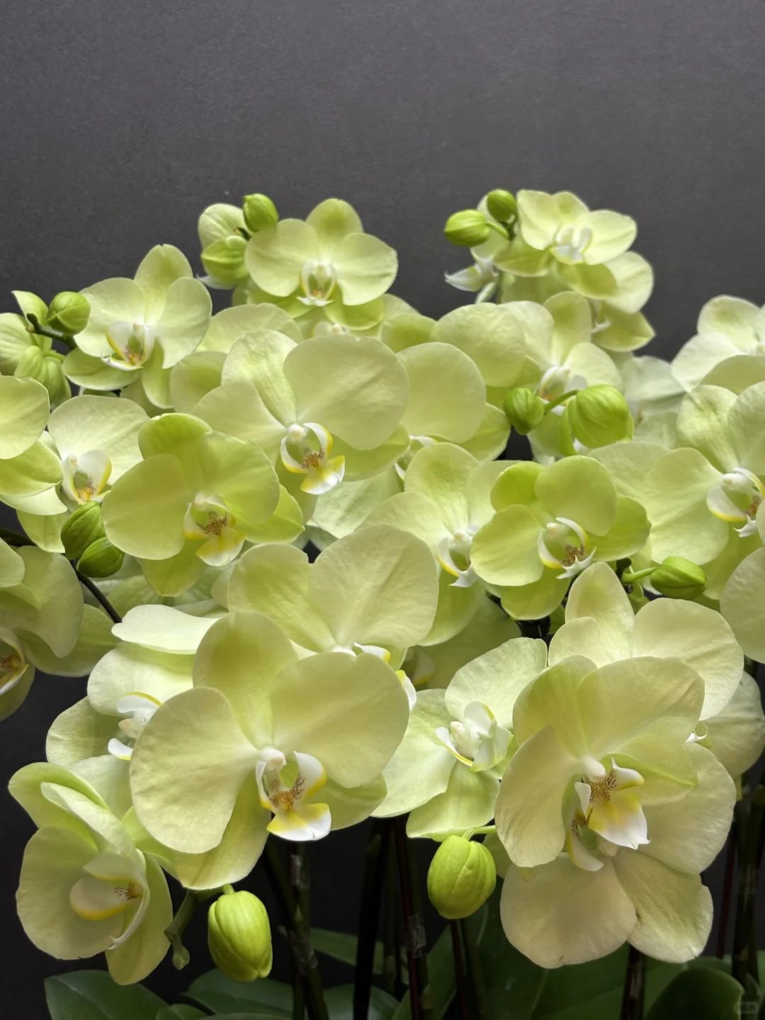 夏天的专属绿色蝴蝶兰养眼