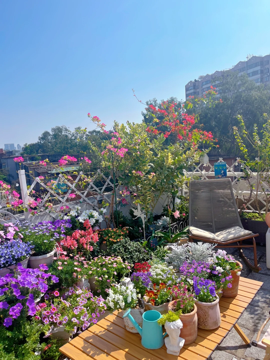 为什么我强烈推荐两广花友秋冬一定要种草花