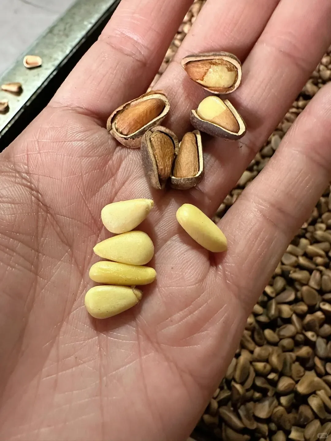 这条帖子请屏蔽掉松子代购?