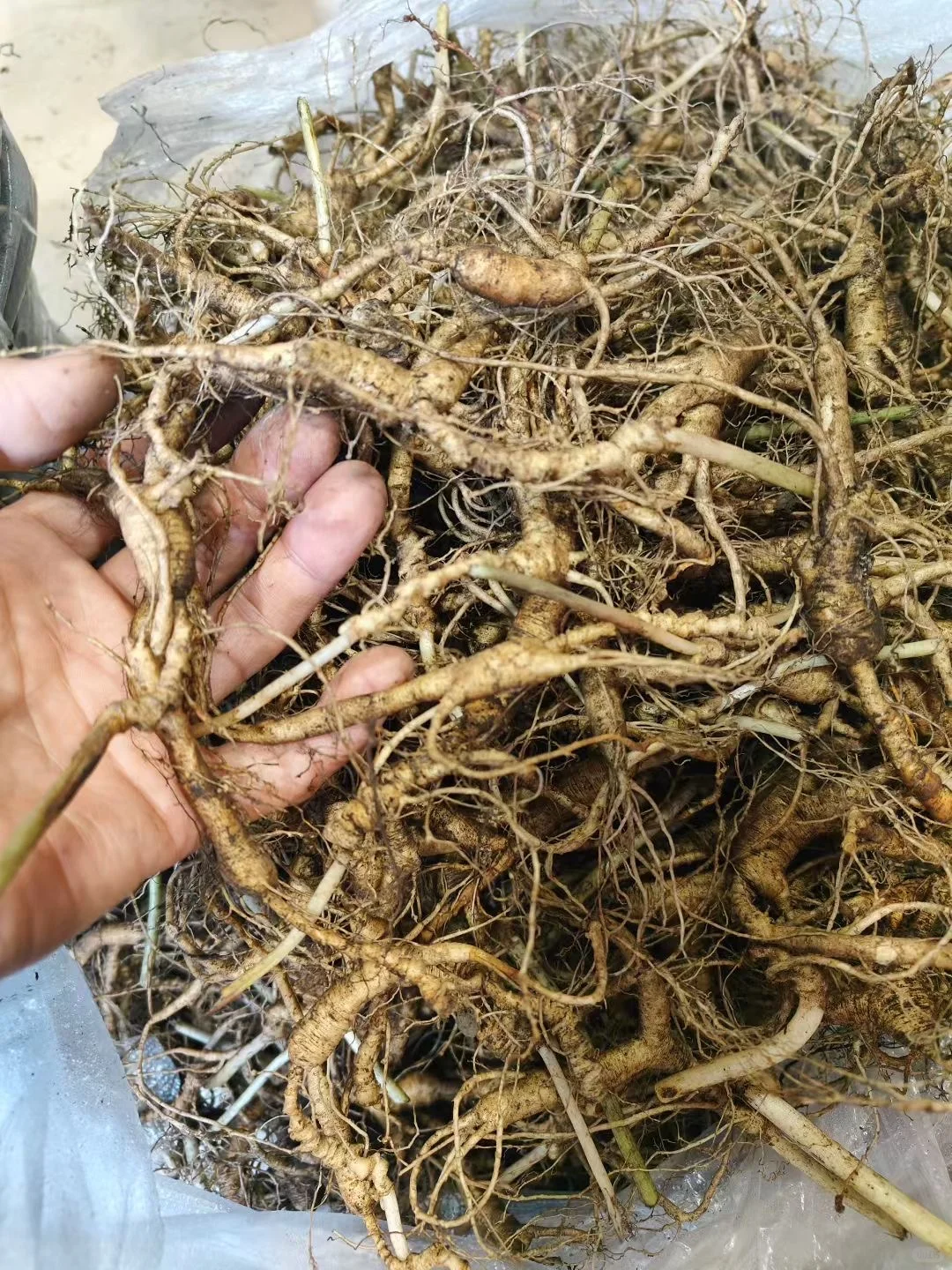 22年的林下籽小货，