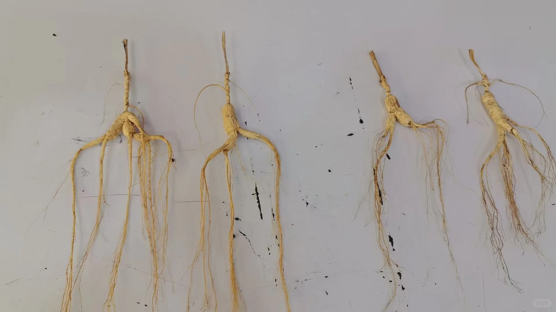 20年➕林下山参