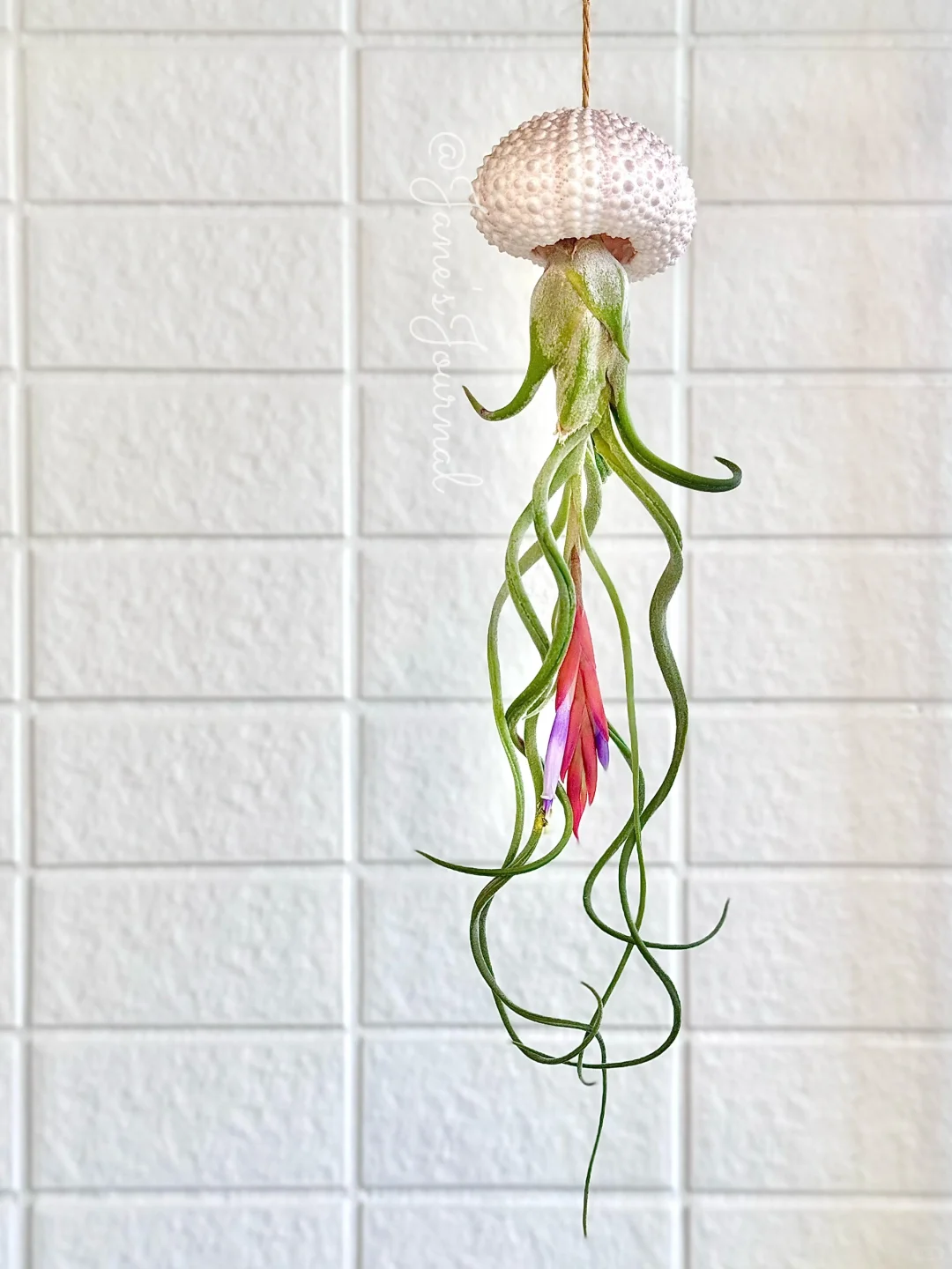 “水母”来家2年，第一次开花☺️