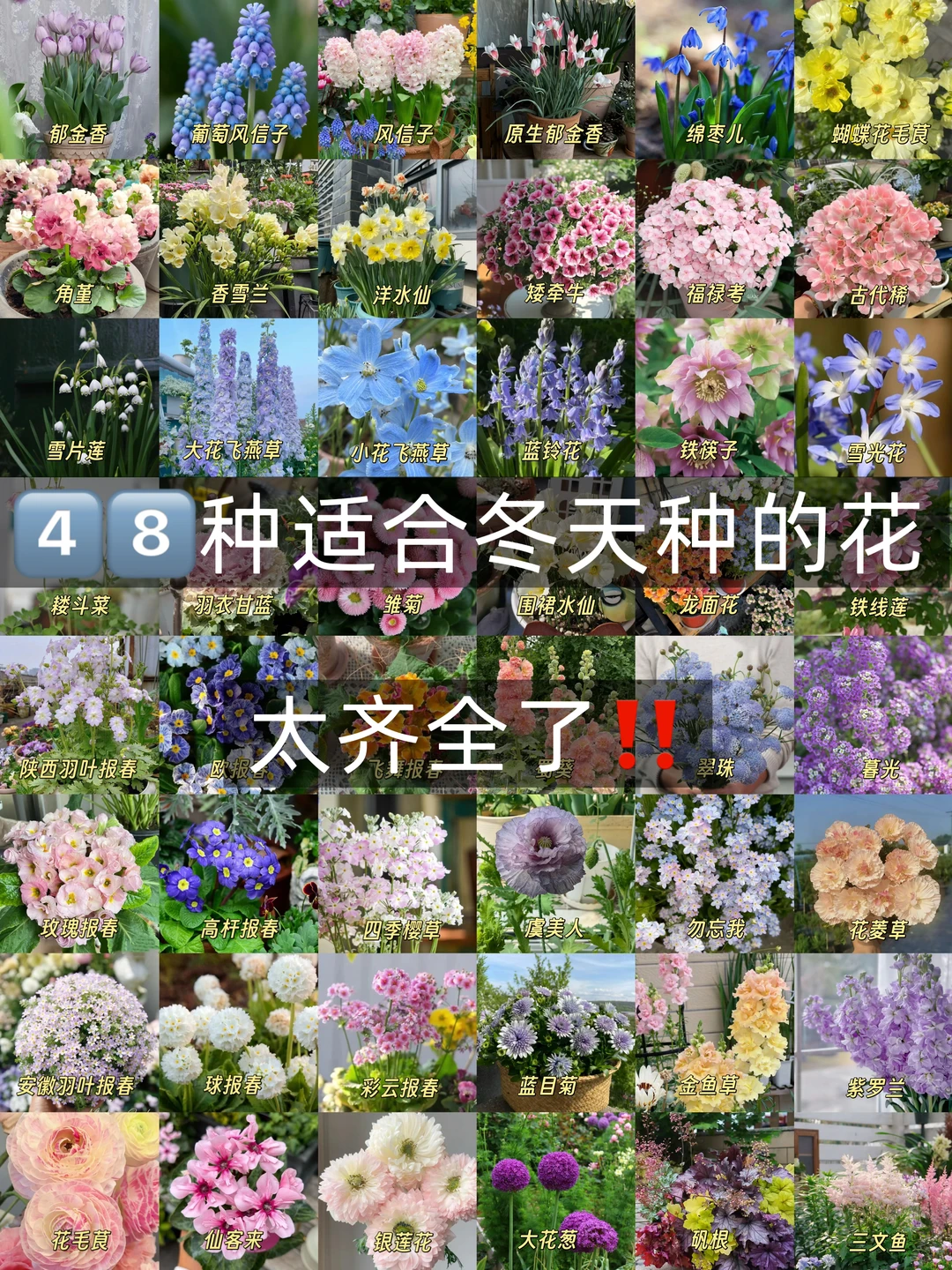 4️⃣8️⃣种冬天也能养的花 闭眼入不踩雷‼️