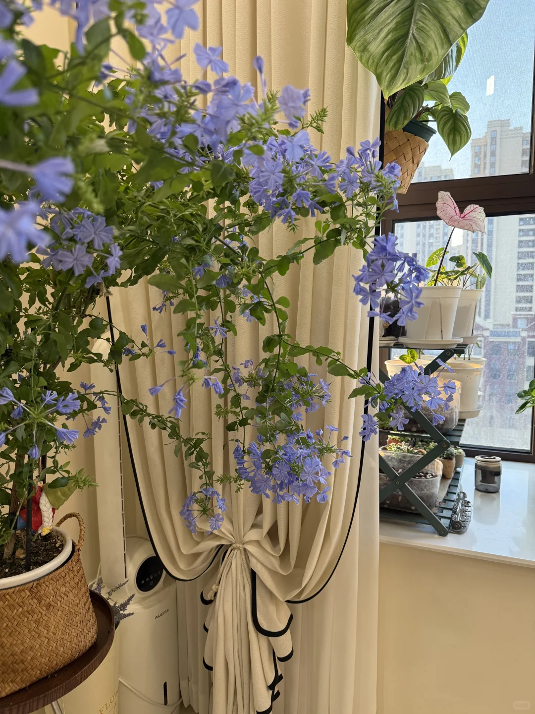 你离一盆爆盆的蓝雪花只有一步之遥