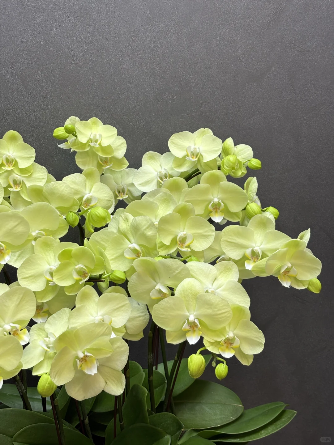 夏天的专属绿色蝴蝶兰养眼