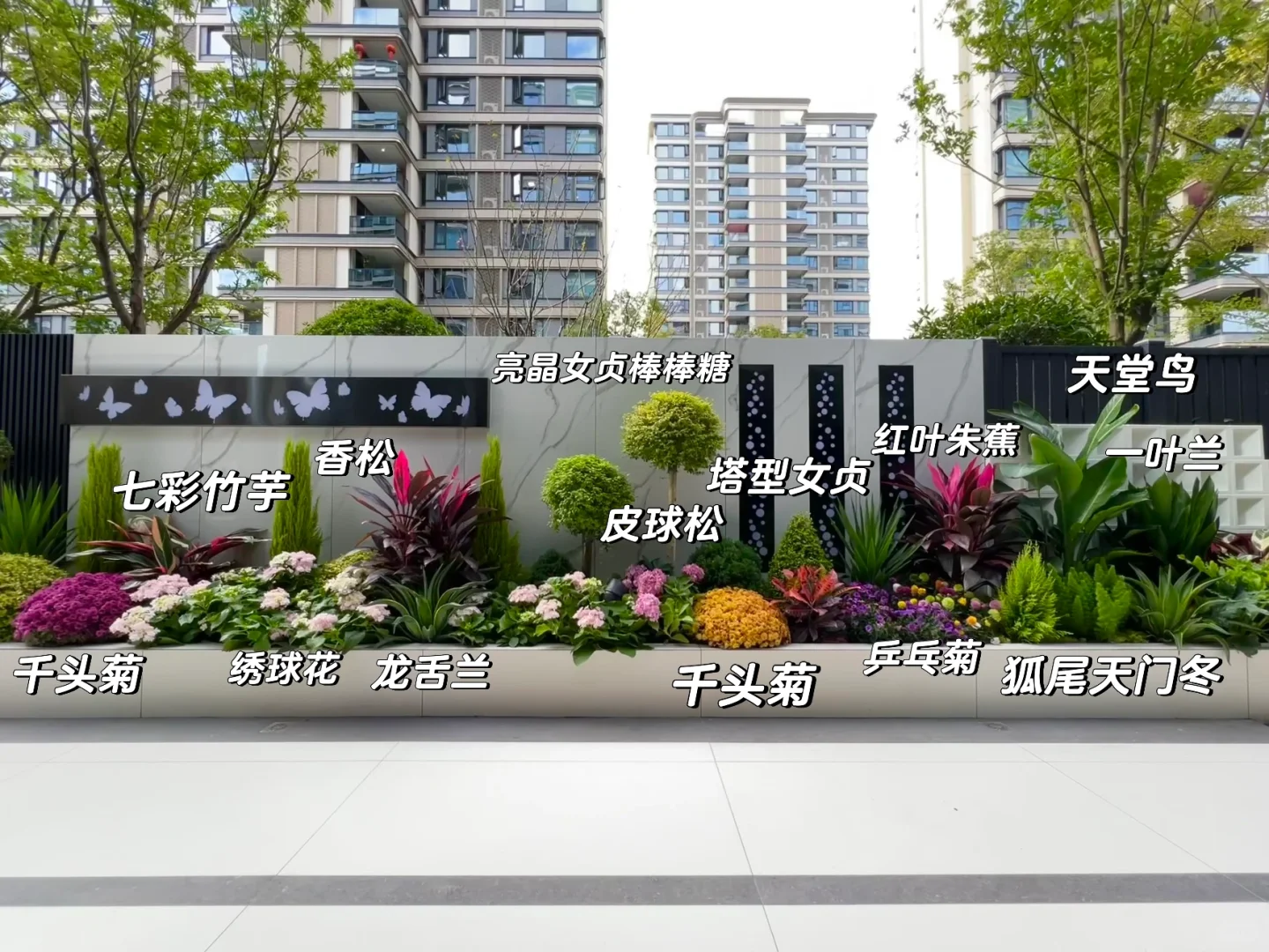 ?花园植物搭配｜普通人自己买植物装的花园