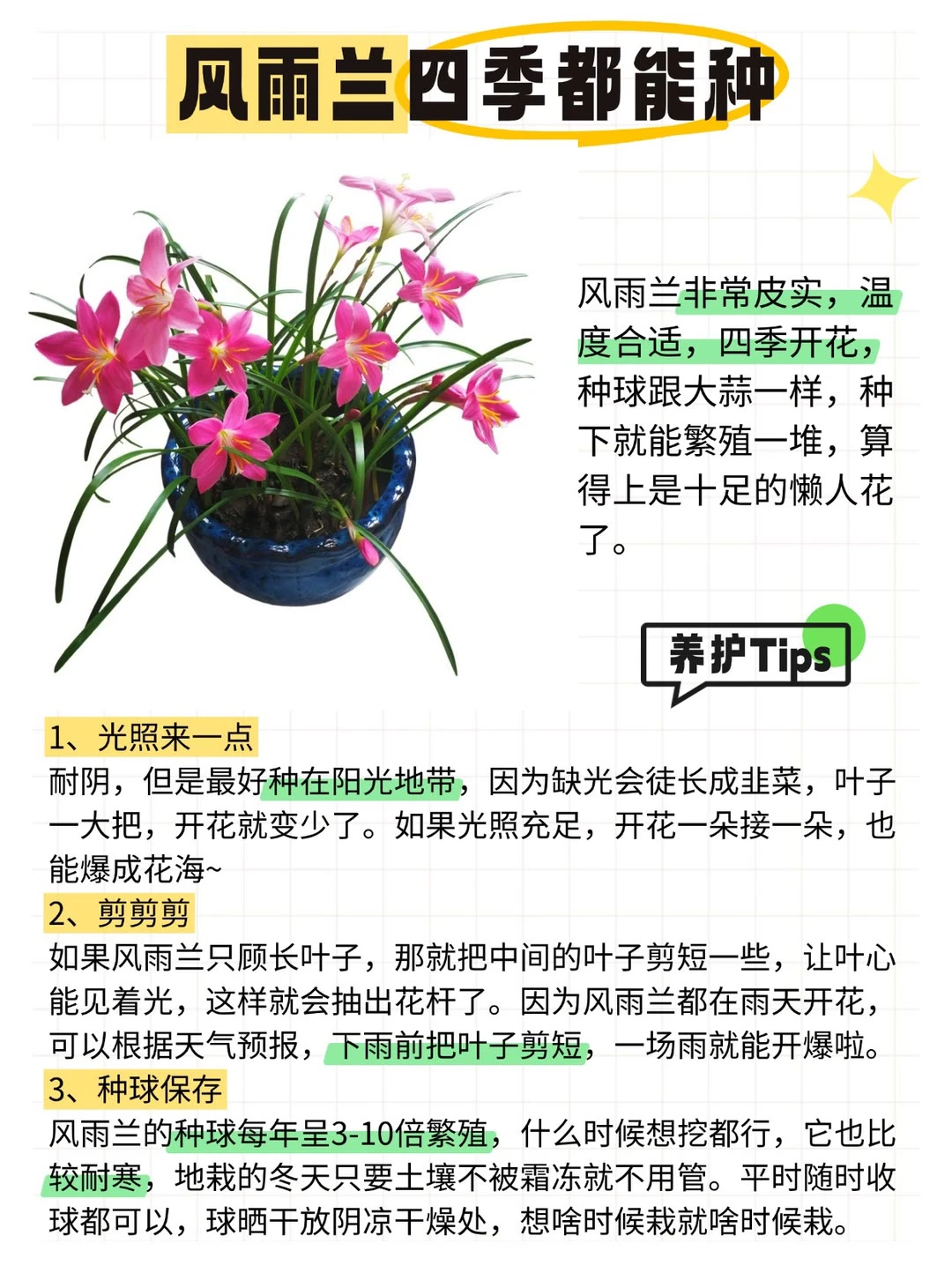 ?12种全年开花植物，懒人来挑战