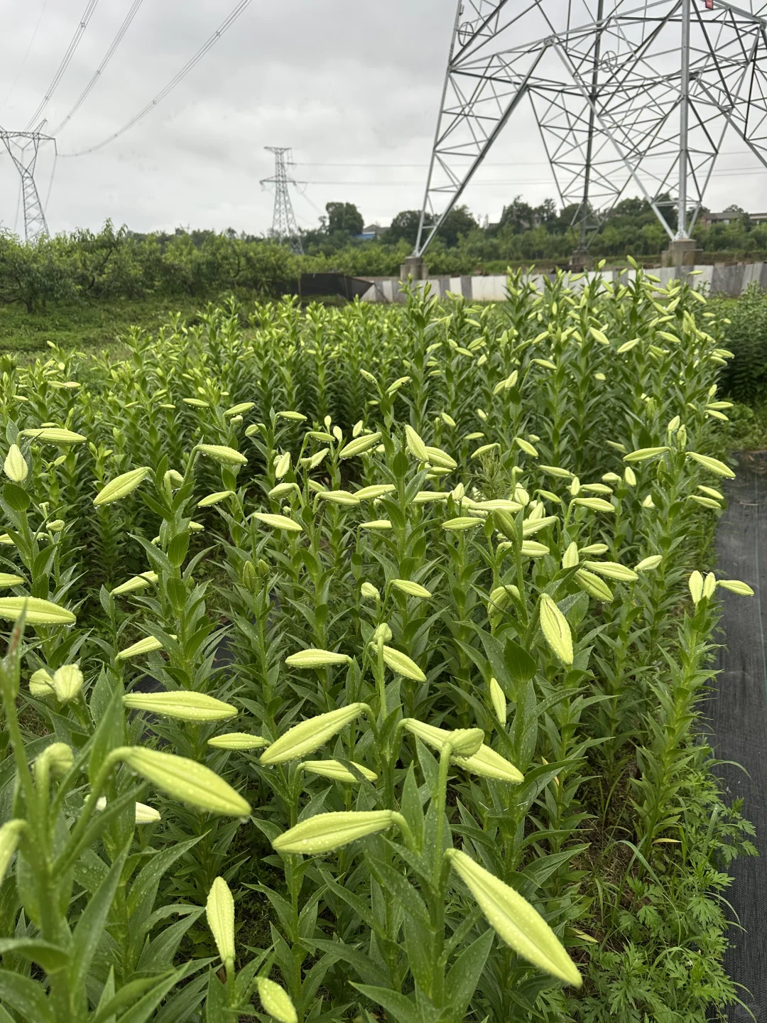 你们慢点开，我卖不过来啊