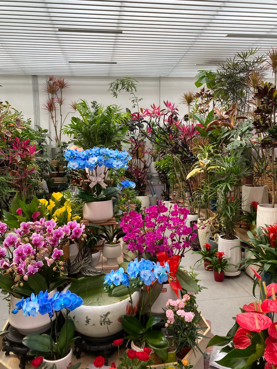 无意间发现一个宝藏花卉市场