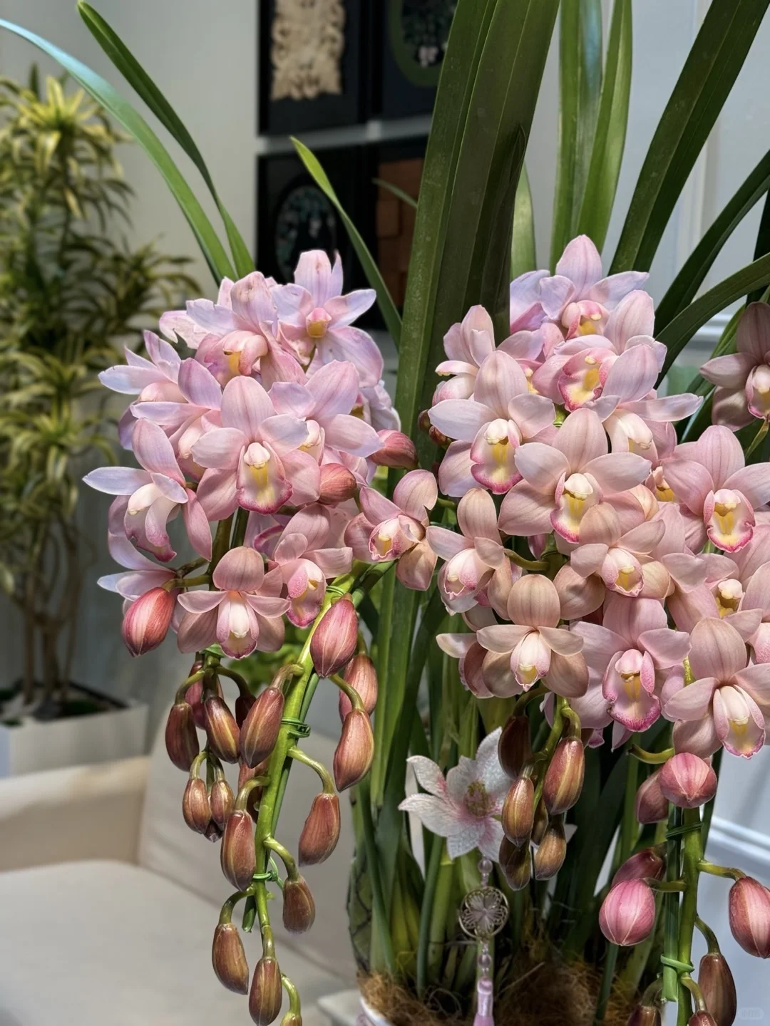 大花惠兰 最近的销冠?