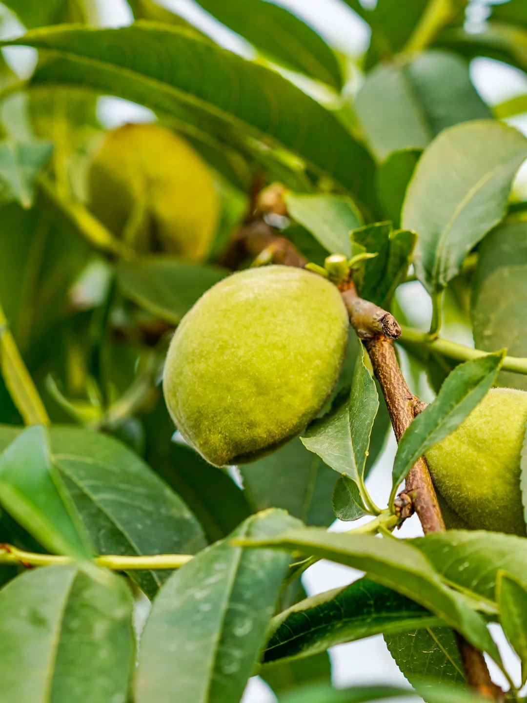 田园夏趣?乌村，让夏天的记忆不只有冰淇淋