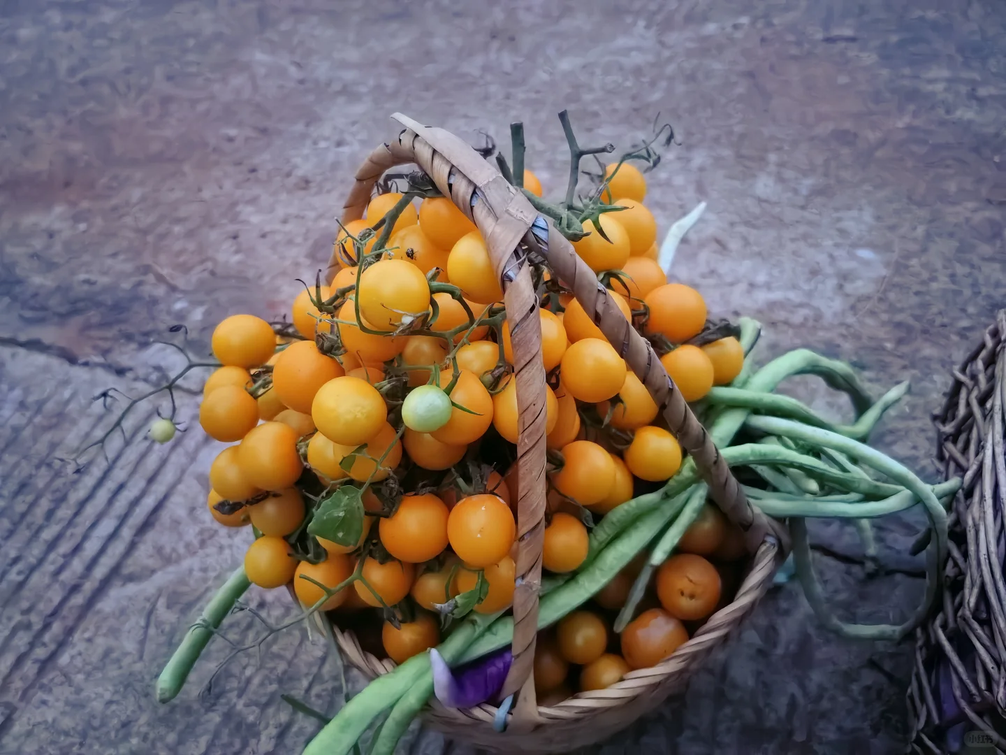 春播最后一批西红柿，明天开始整地迎接秋播