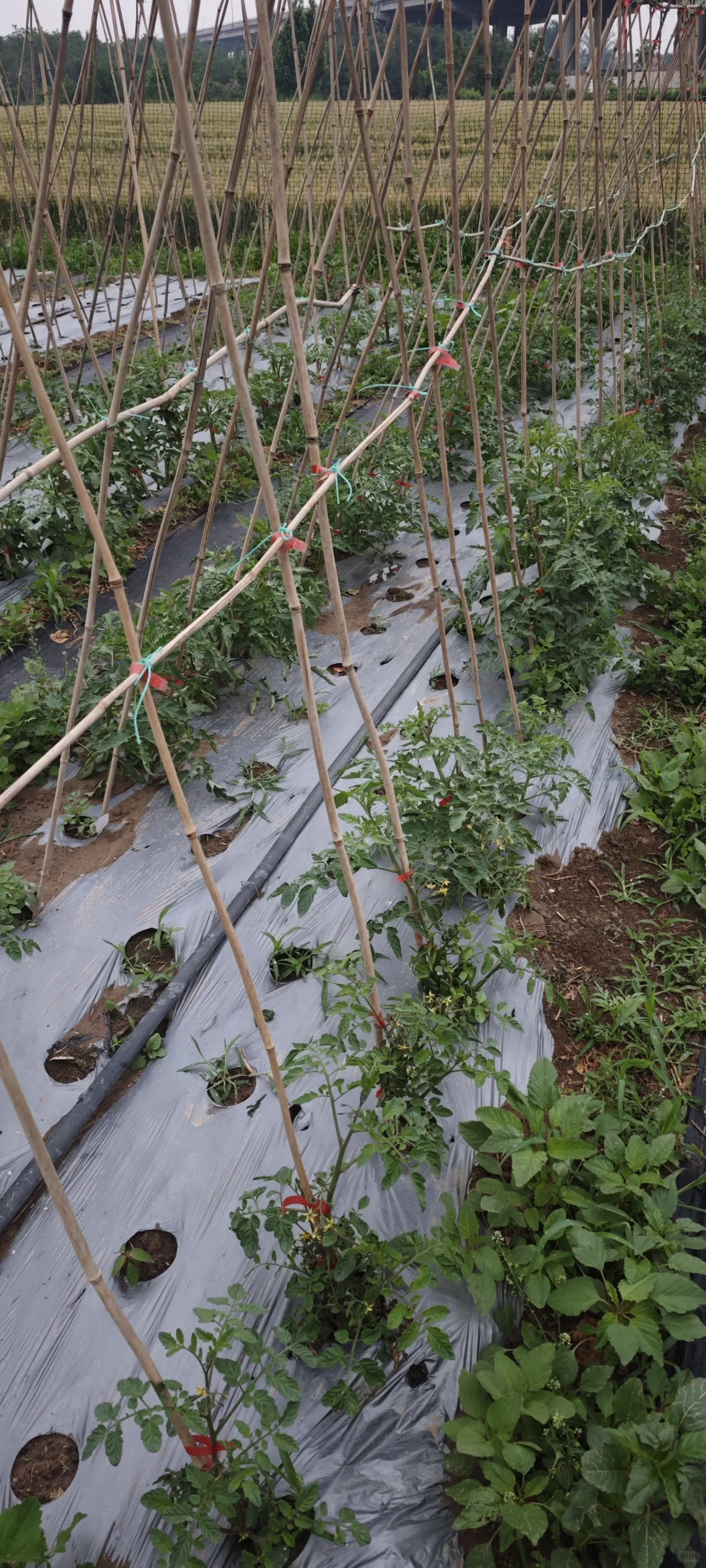 记录一下农场菜地的现状