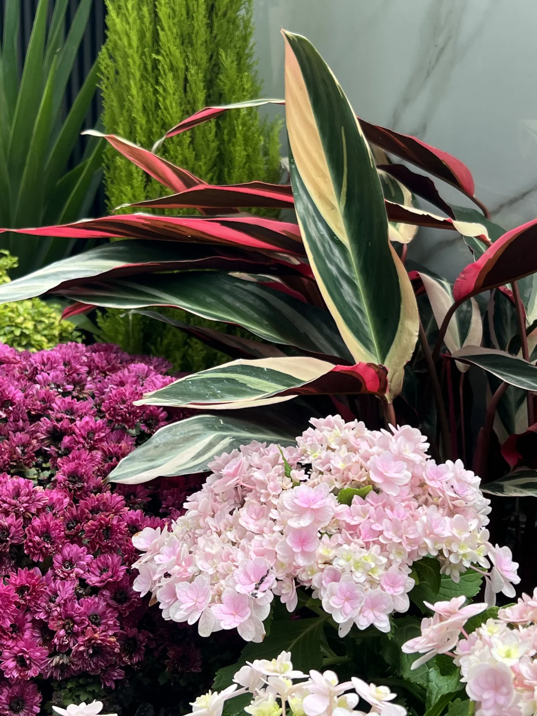 ?花园植物搭配｜普通人自己买植物装的花园