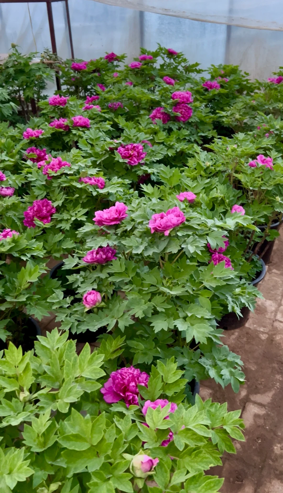 洛阳｜你不知道的买花地儿！(2025 最新实探)