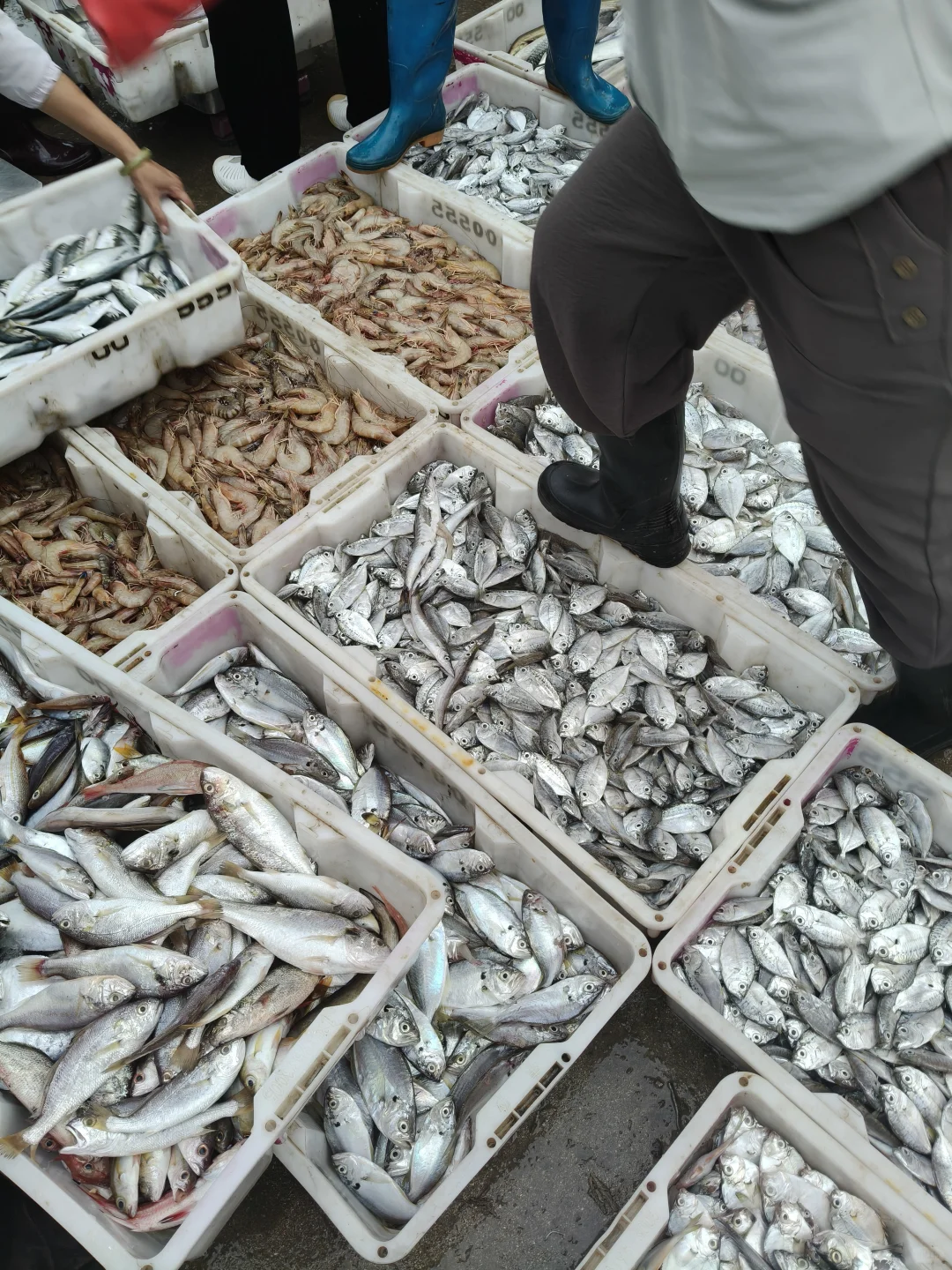 陵水本地人带路！免费代购海鲜+家庭式加工