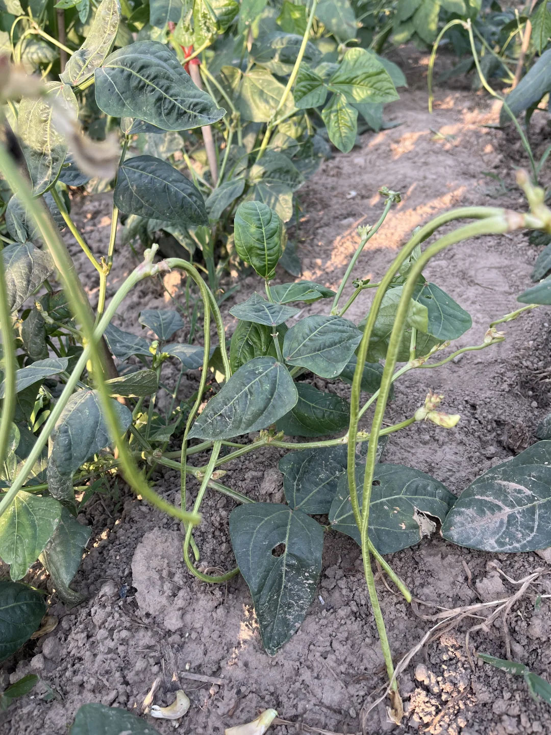 小菜园的菜涨势喜人啊?